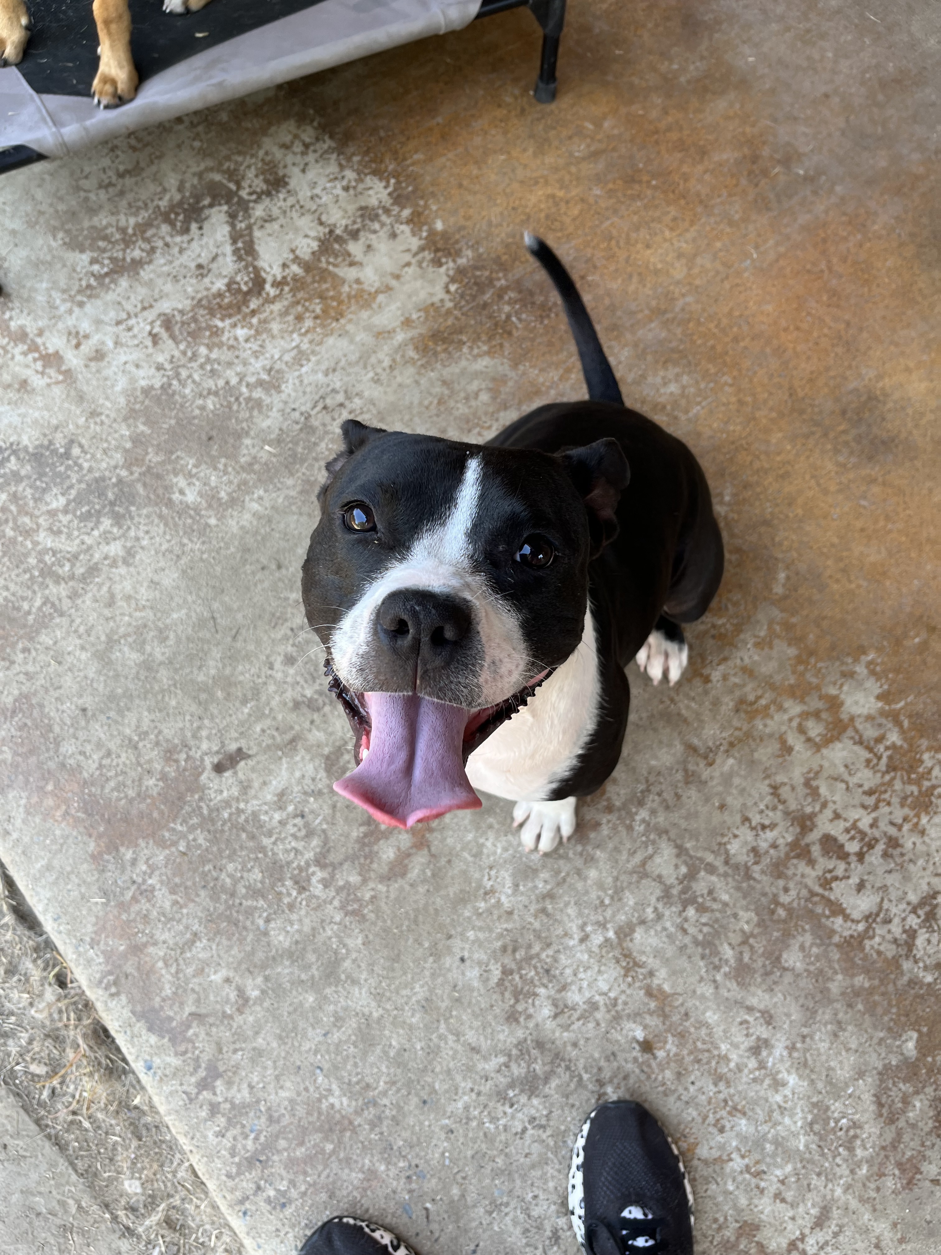 Enlarge Stacey, a Adoptable Pit Bull Terrier in Farmersville, TX image 5/9