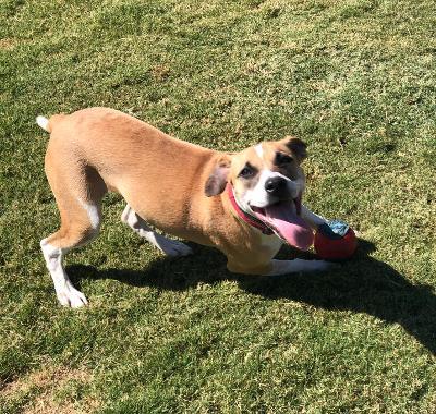 Enlarge Ruby, a Adoptable mixed breed in Bedminster, NJ image 4/6