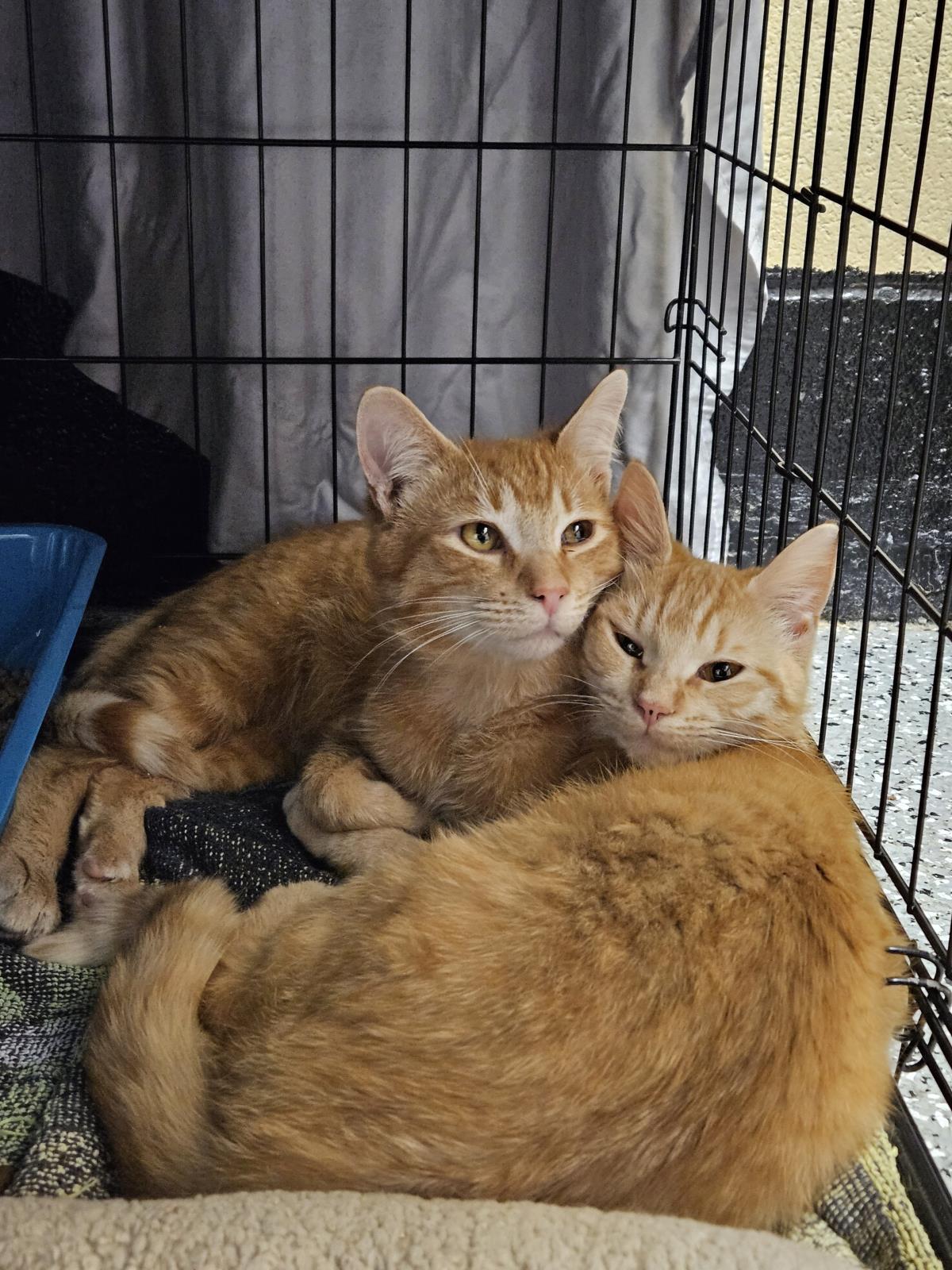 Kulta, Adoptable, Young Male Domestic Short Hair.