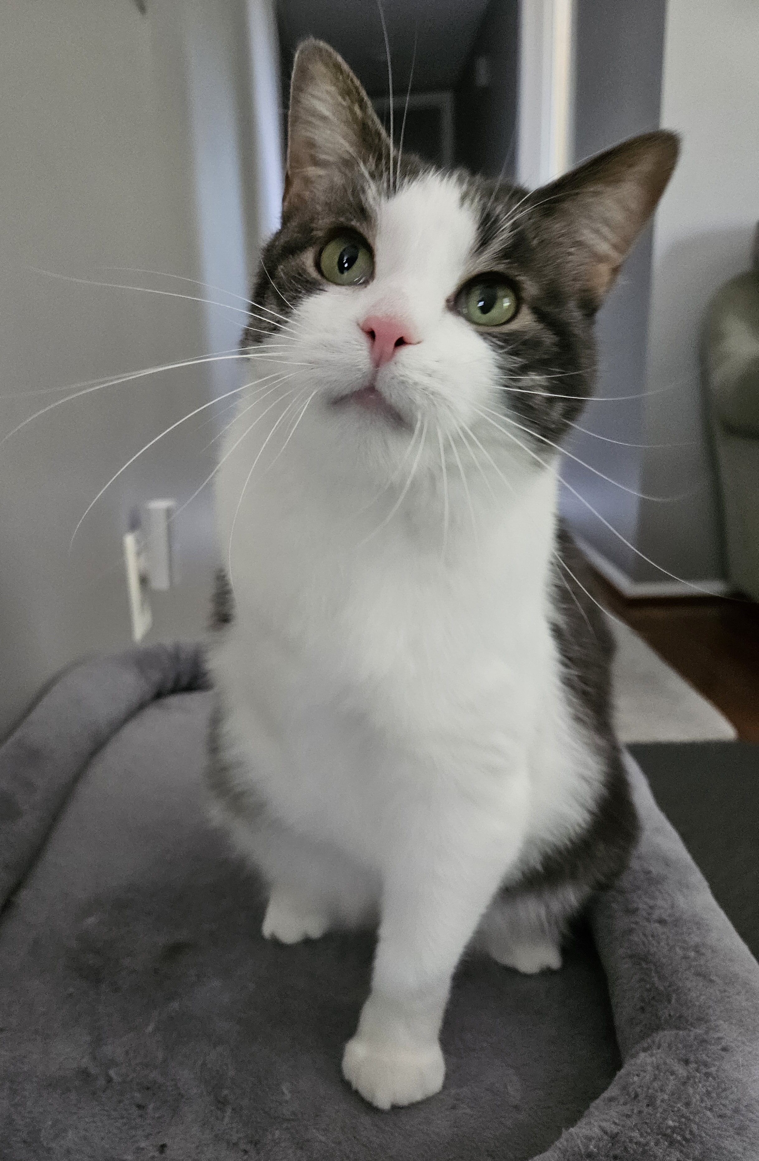 Lucille, adoptable, Adult Female Domestic Short Hair.