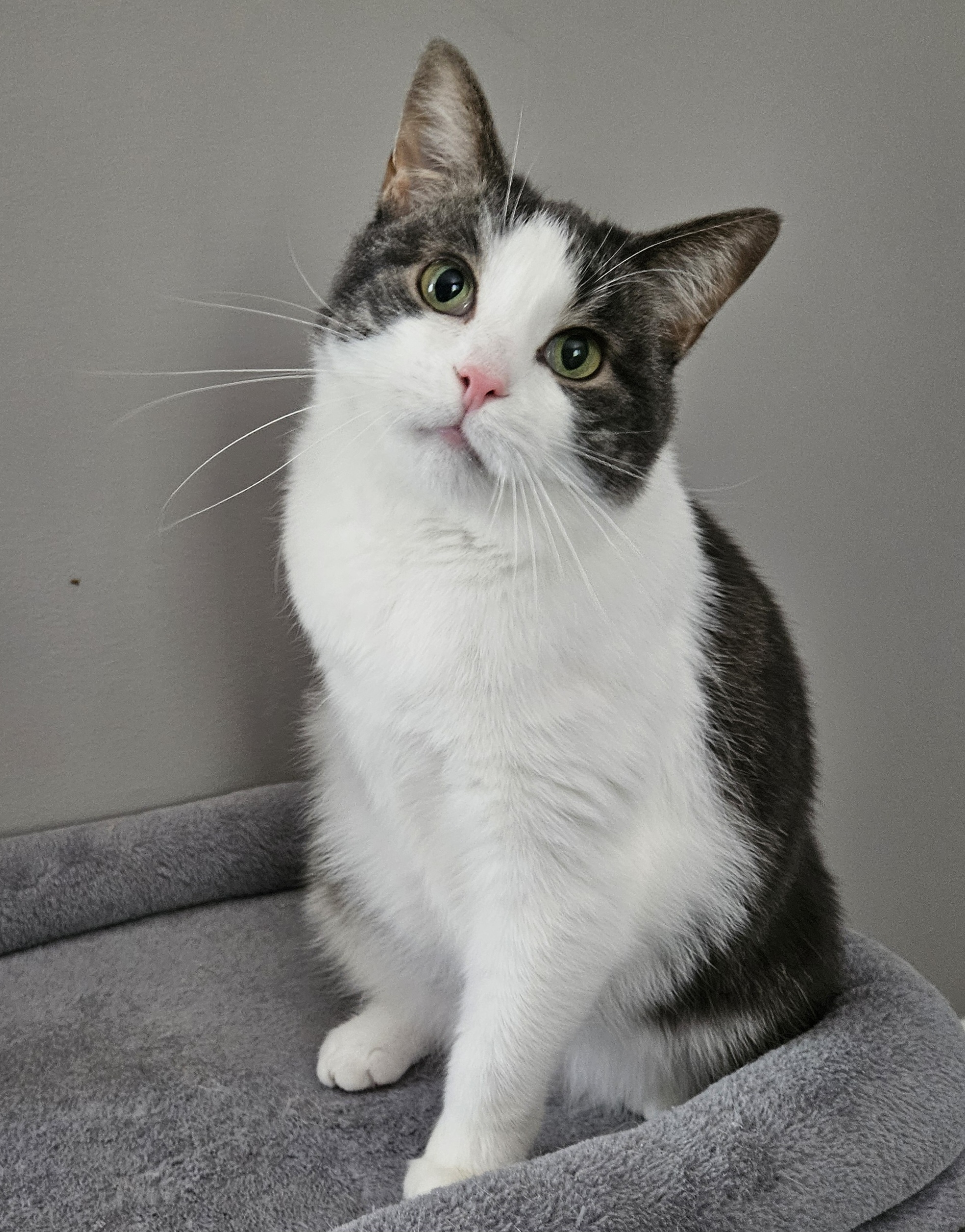 Enlarge Lucille, an adoptable Domestic Short Hair in Mount Clemens, MI image 4/6