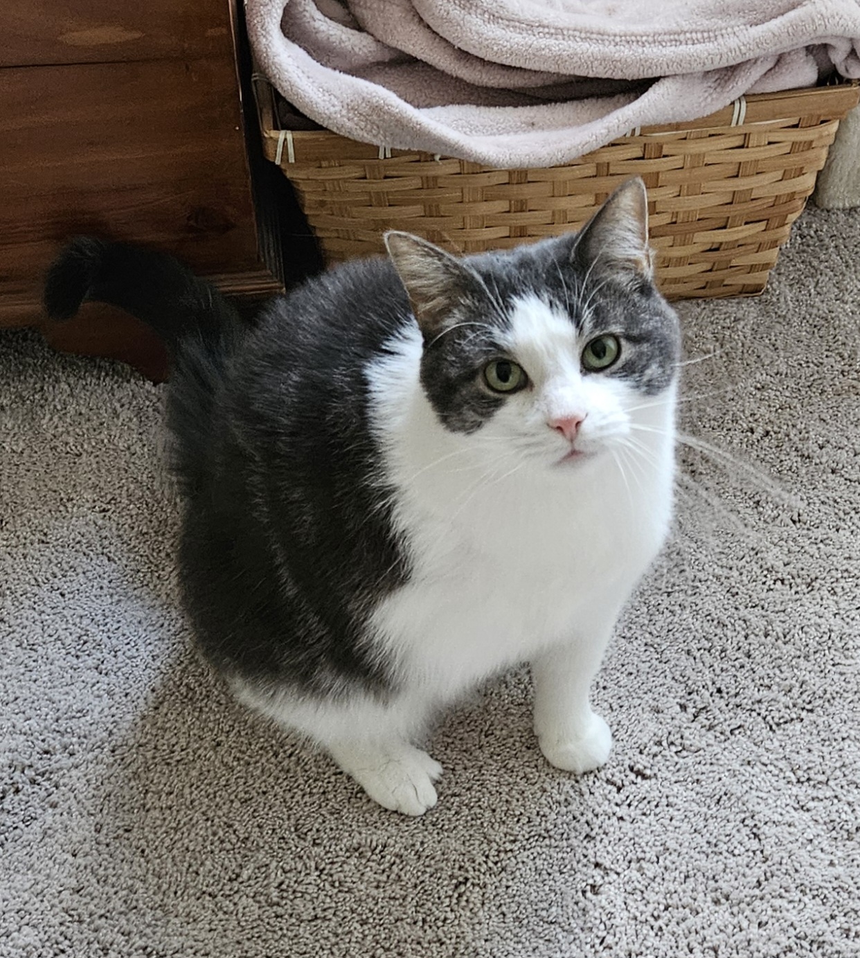 Enlarge Lucille, an adoptable Domestic Short Hair in Mount Clemens, MI image 6/6