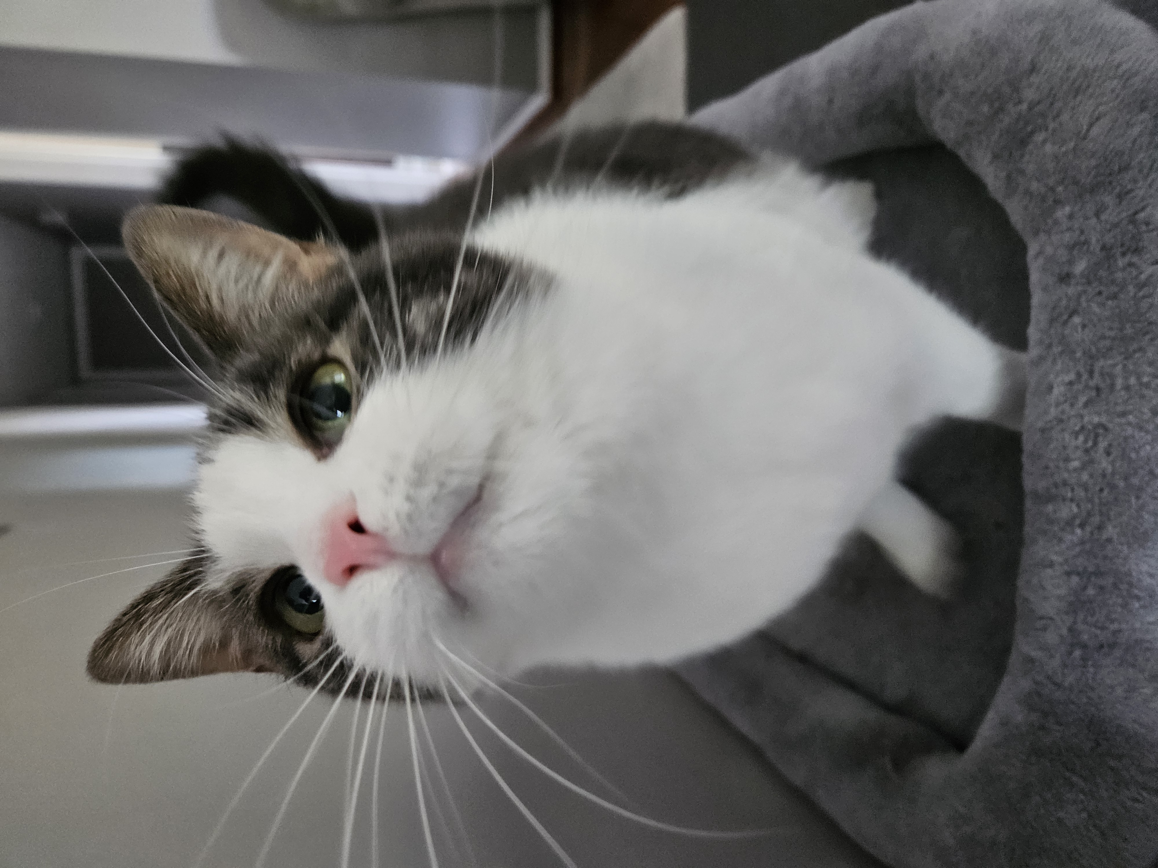 Enlarge Lucille, an adoptable Domestic Short Hair in Mount Clemens, MI image 3/6