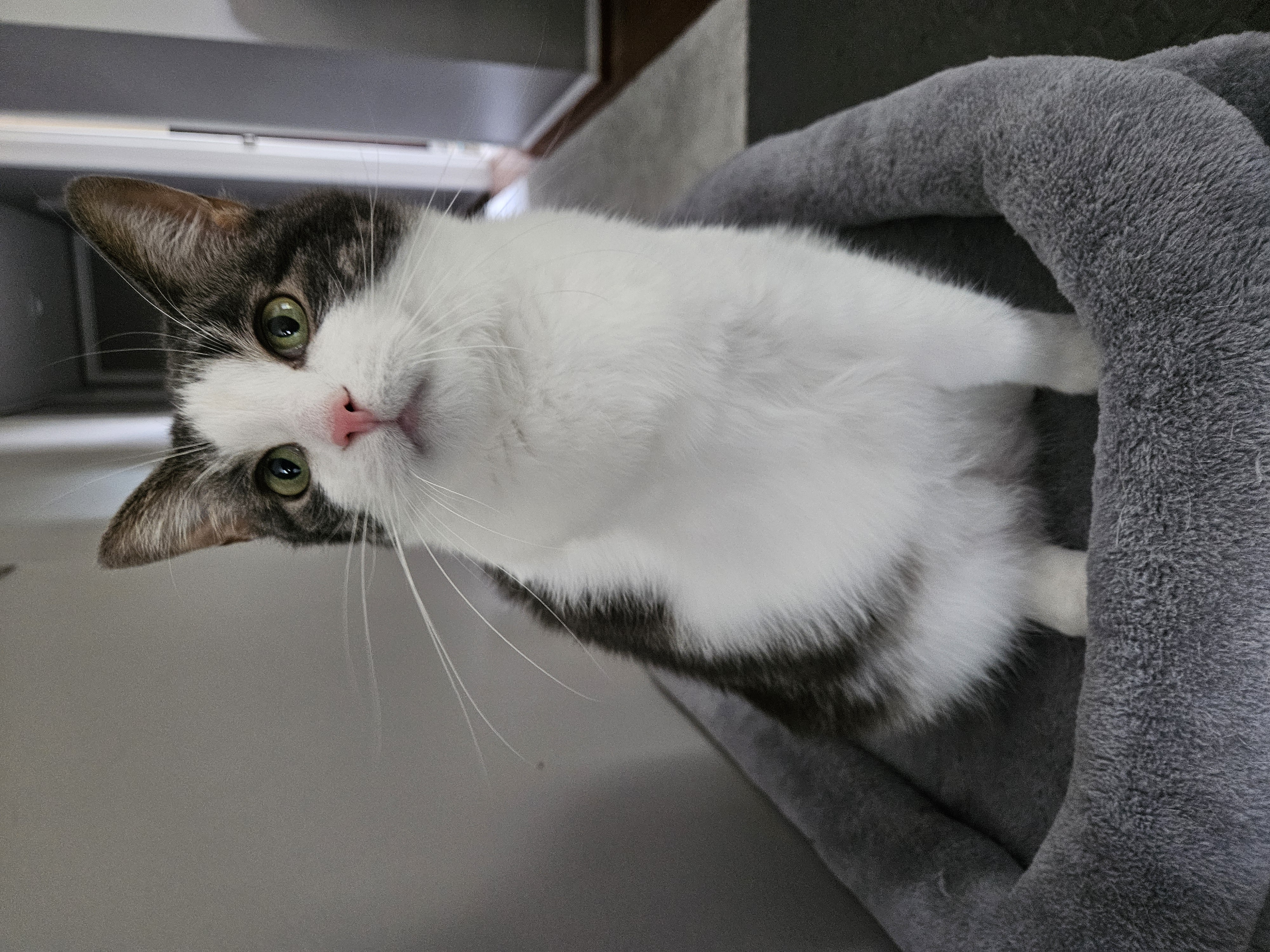 Enlarge Lucille, an adoptable Domestic Short Hair in Mount Clemens, MI image 2/6