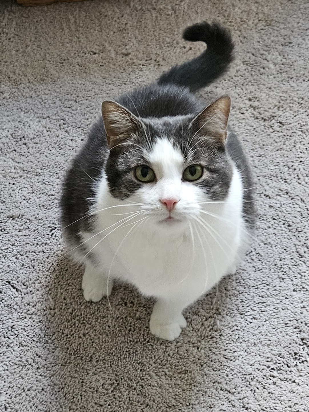 Enlarge Lucille, an adoptable Domestic Short Hair in Mount Clemens, MI image 5/6
