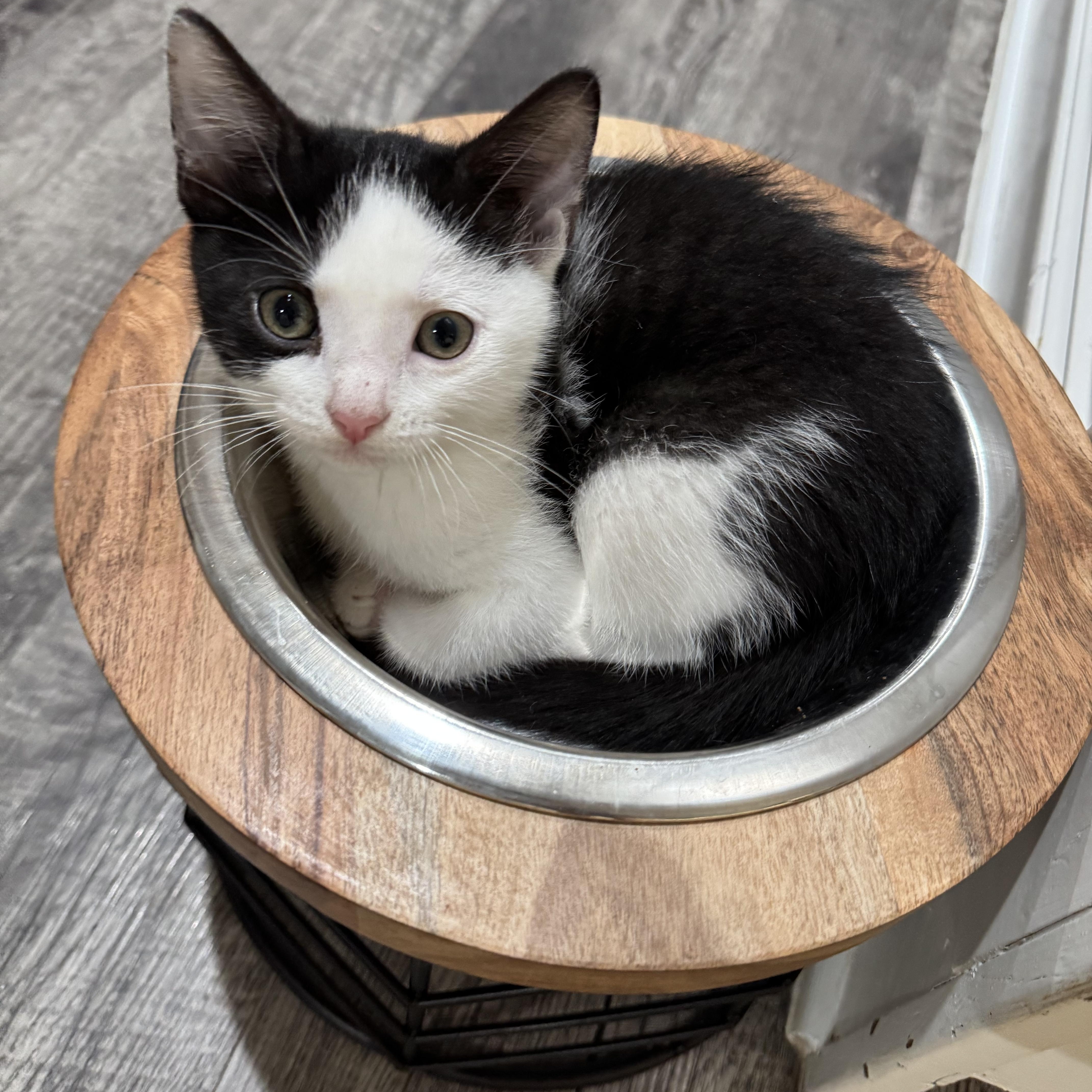 Oreo, ADOPTABLE, Young Male Domestic Short Hair.