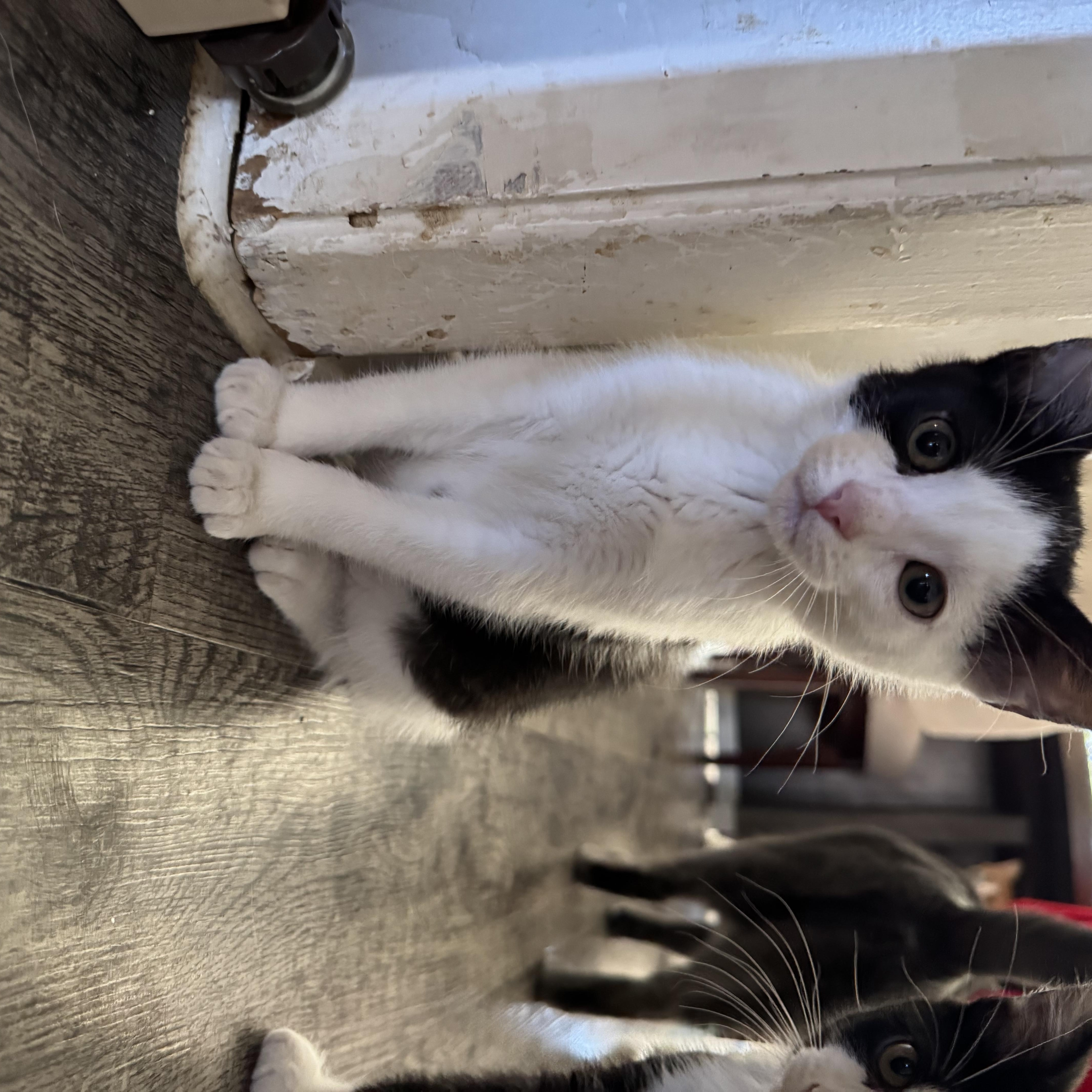 Enlarge Oreo, a ADOPTABLE mixed breed in North Richland Hills, TX image 2/5