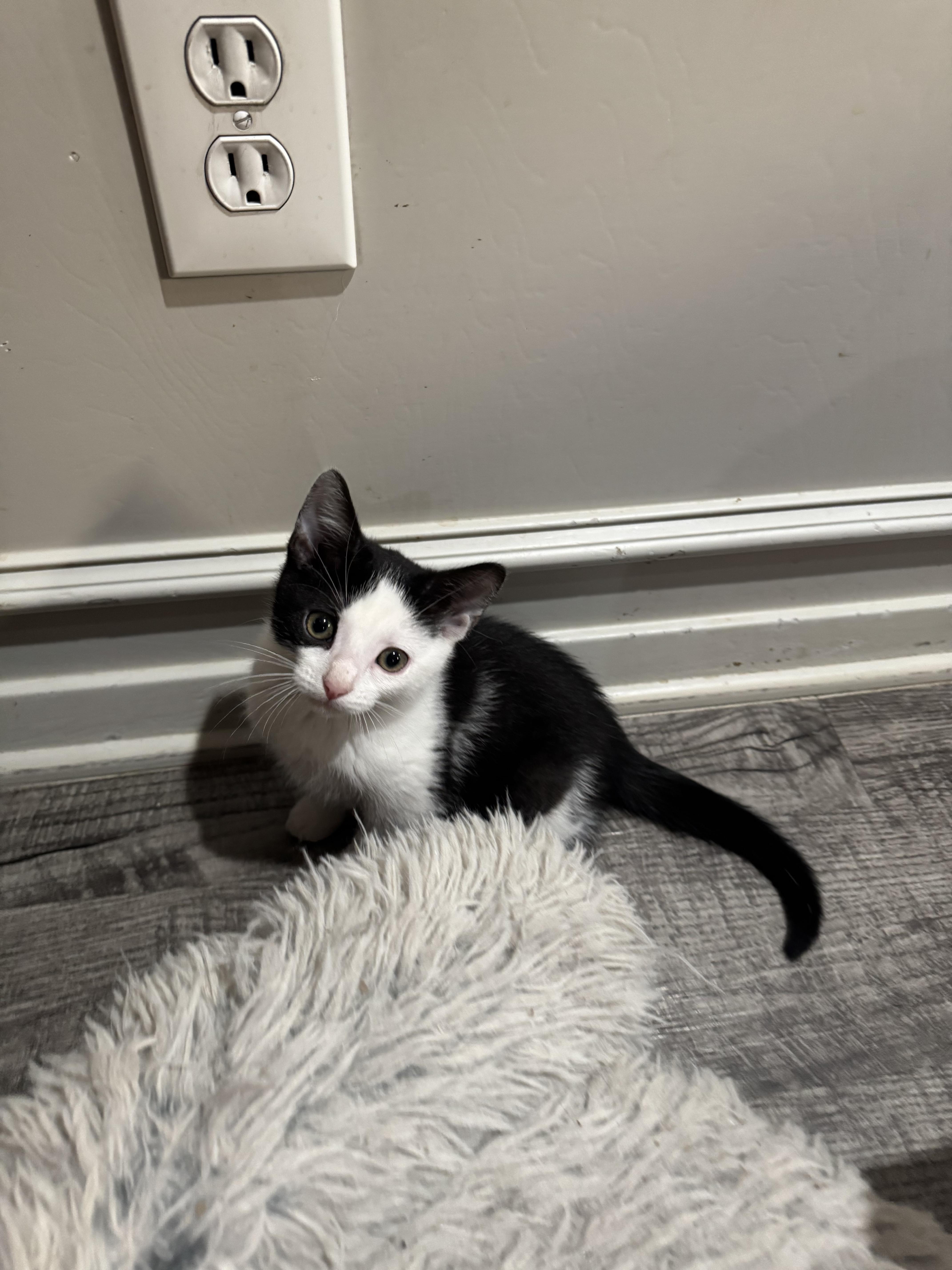 Enlarge Oreo, a ADOPTABLE mixed breed in North Richland Hills, TX image 3/5