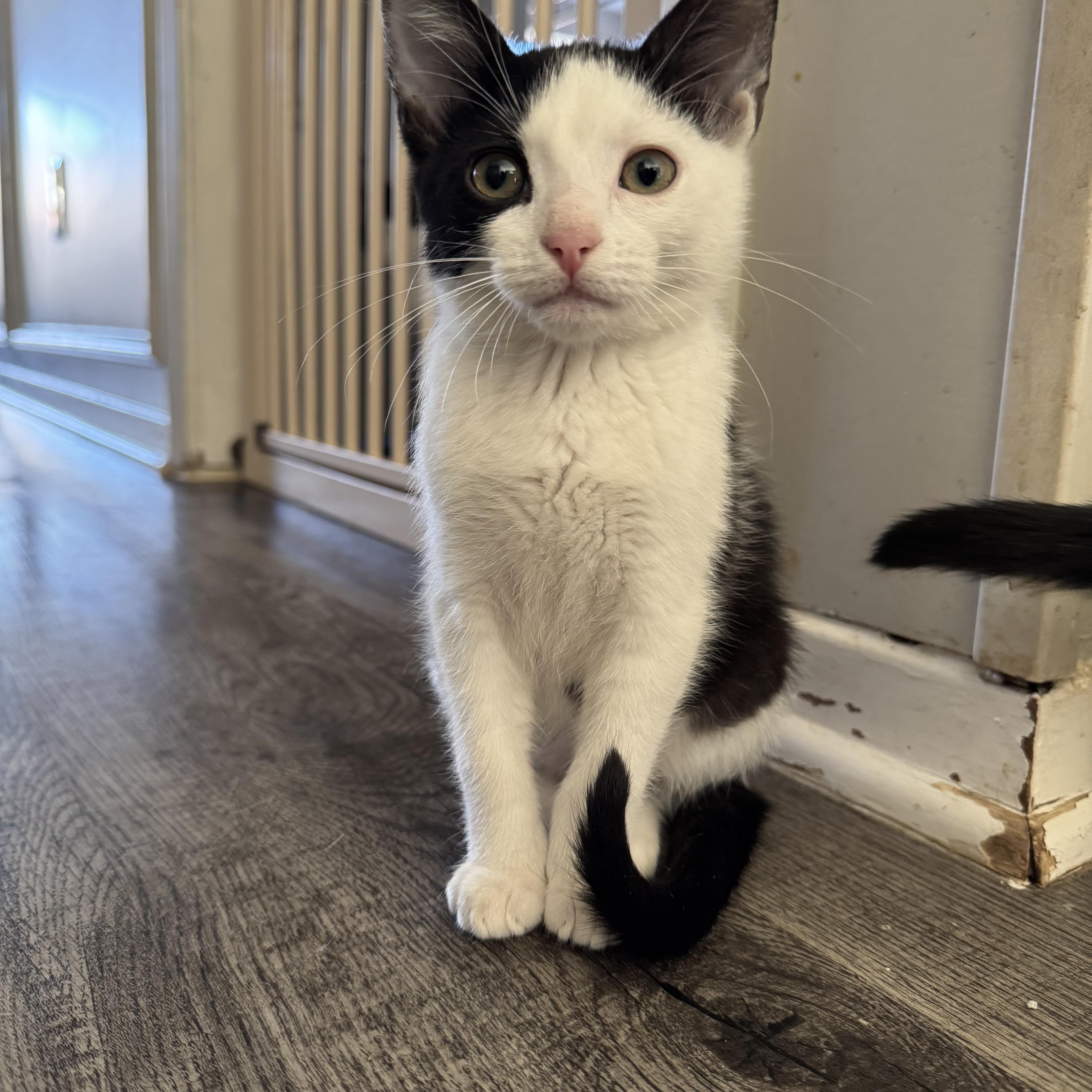 Enlarge Oreo, a ADOPTABLE mixed breed in North Richland Hills, TX image 4/5