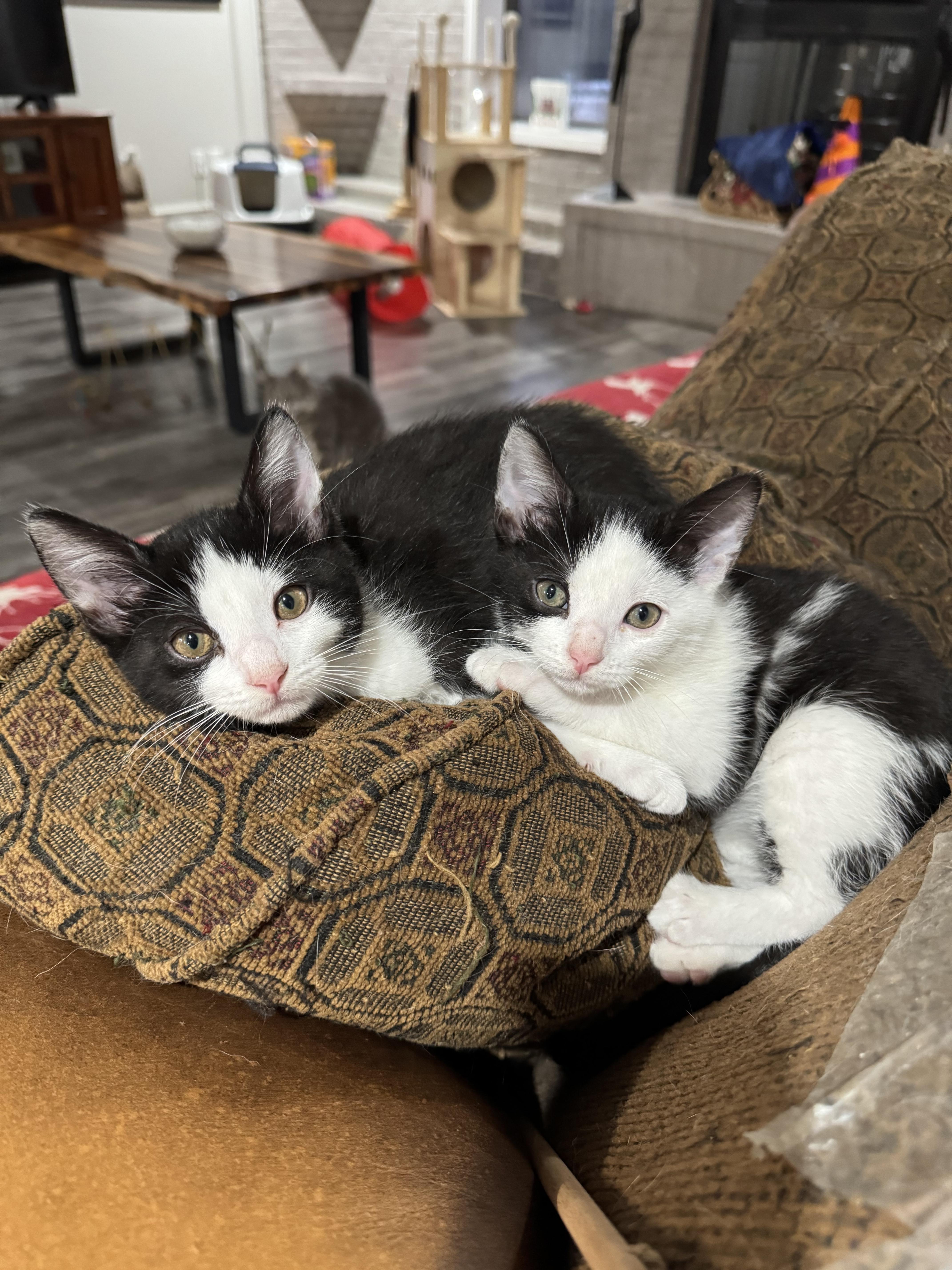 Enlarge Oreo, a ADOPTABLE mixed breed in North Richland Hills, TX image 5/5