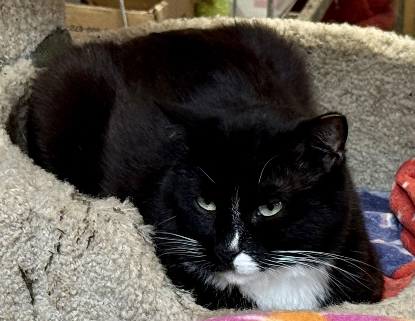 Enlarge Pippin, a Adoptable Domestic Short Hair in Maywood, IL image 2/3