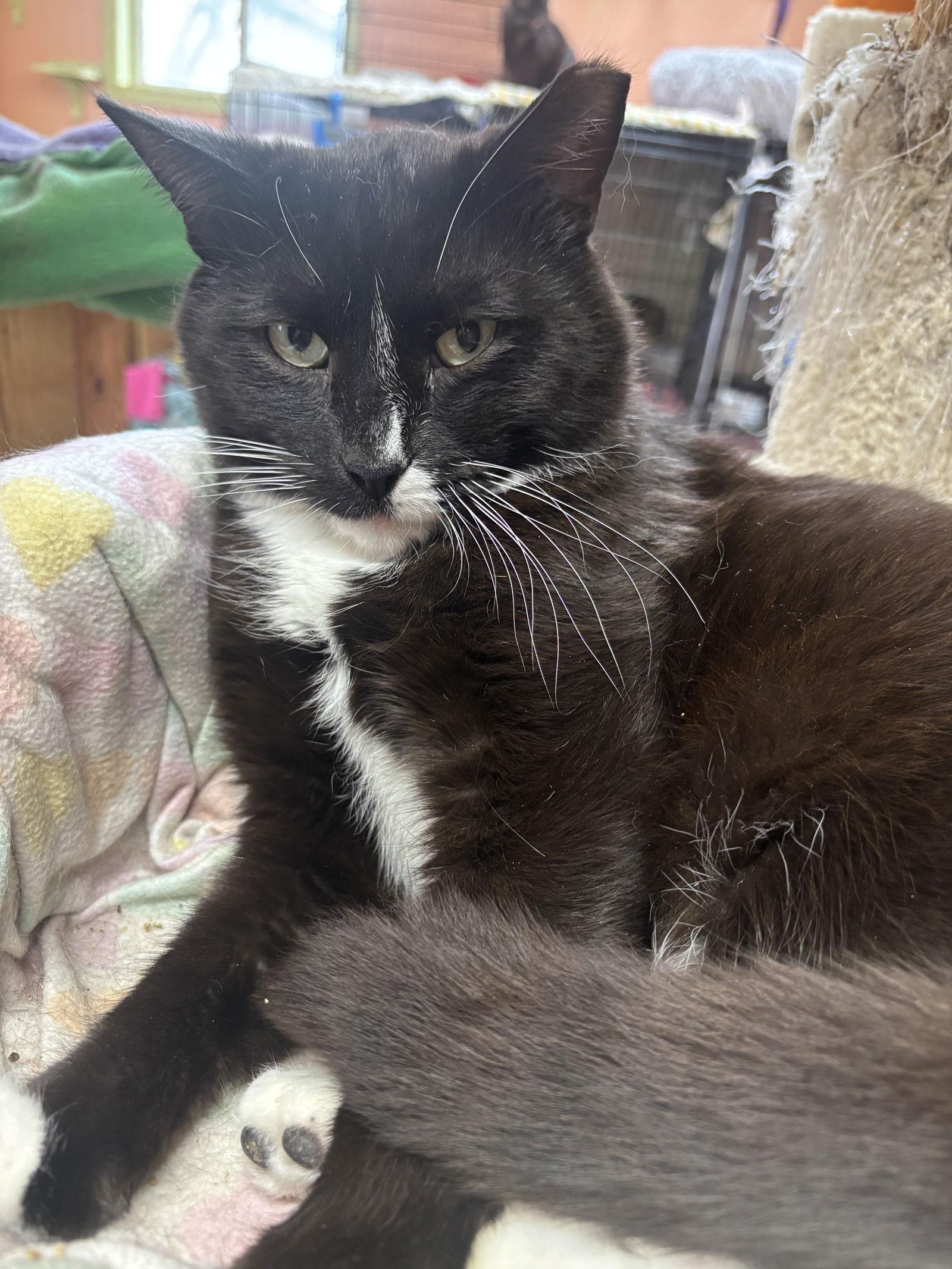 Enlarge Pippin, a Adoptable Domestic Short Hair in Maywood, IL image 3/3