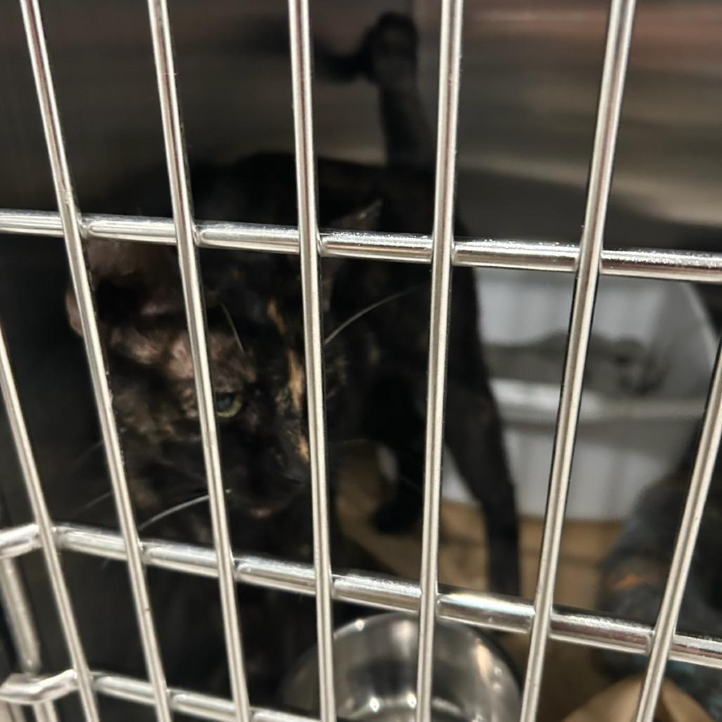 Enlarge Tortie, a Adoptable Domestic Short Hair in Carlyle, IL image 1/1