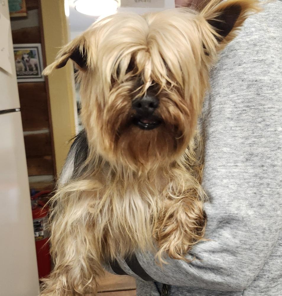 Enlarge Mandy, a Adoptable Yorkshire Terrier in East Greenville, PA image 1/5