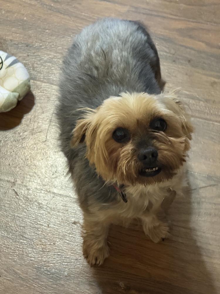Enlarge Mandy, a Adoptable Yorkshire Terrier in East Greenville, PA image 2/5
