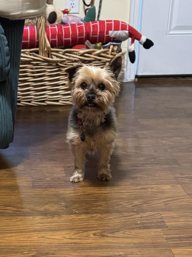 Enlarge Mandy, a Adoptable Yorkshire Terrier in East Greenville, PA image 3/5