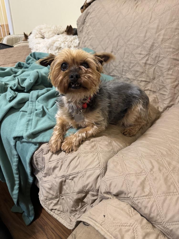 Enlarge Mandy, a Adoptable Yorkshire Terrier in East Greenville, PA image 4/5