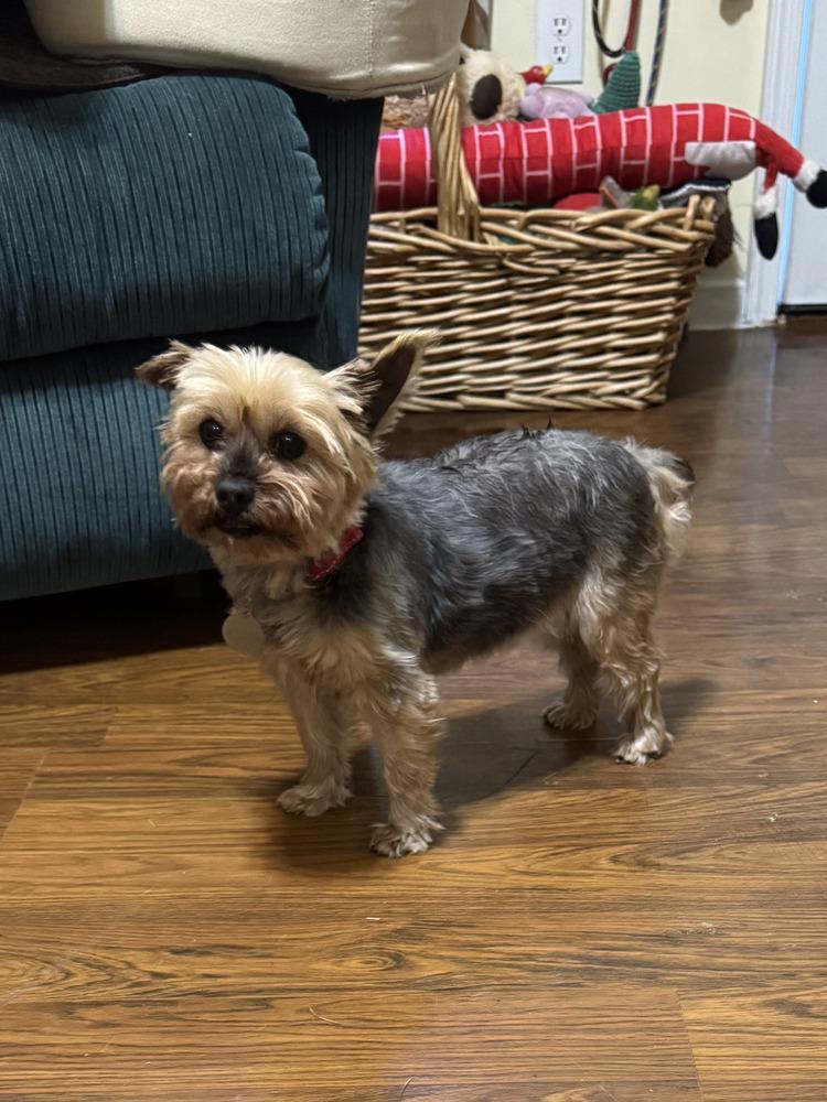 Enlarge Mandy, a Adoptable Yorkshire Terrier in East Greenville, PA image 5/5