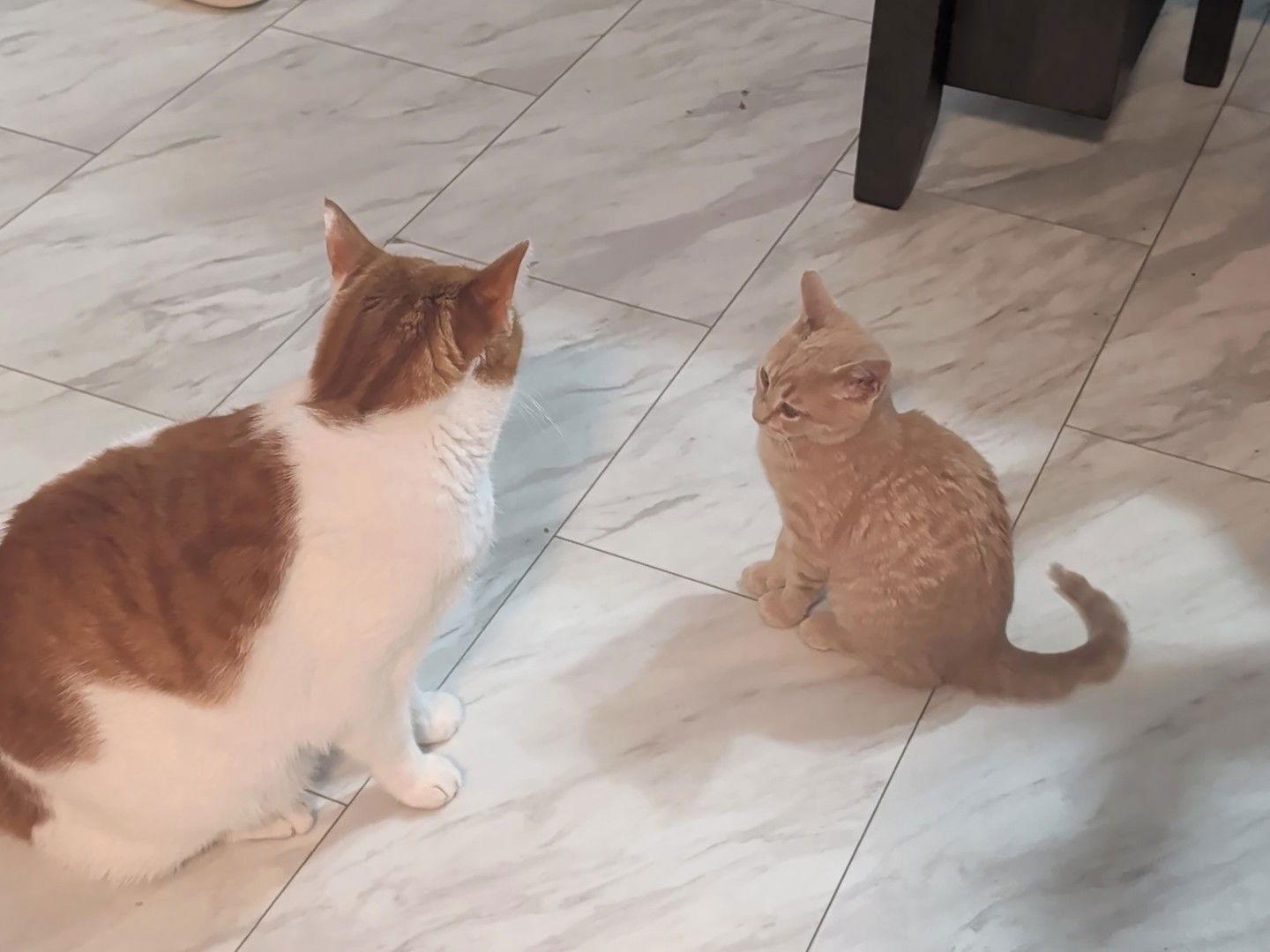 Chippy, Adoptable, Kitten Male Domestic Short Hair.