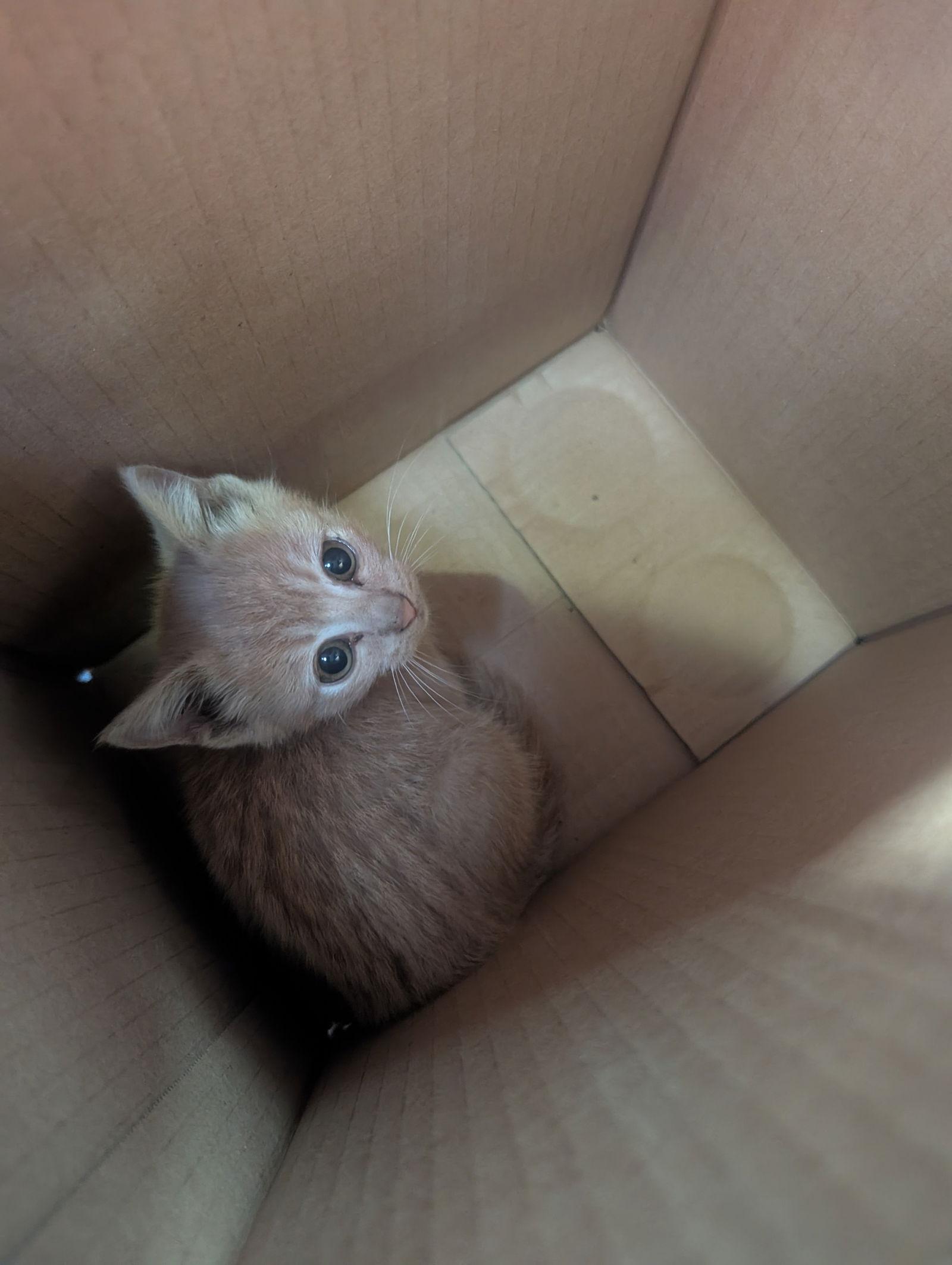 Chippy, Adoptable, Kitten Male Domestic Short Hair.