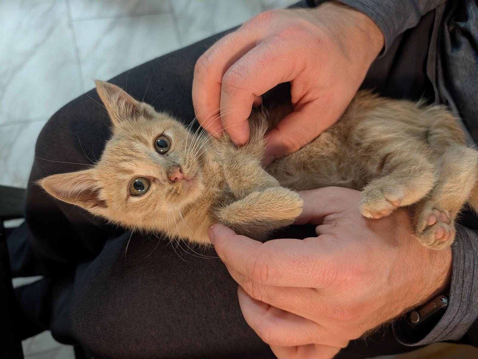 Enlarge Chippy, a Adoptable Domestic Short Hair in Roxboro, NC image 2/2