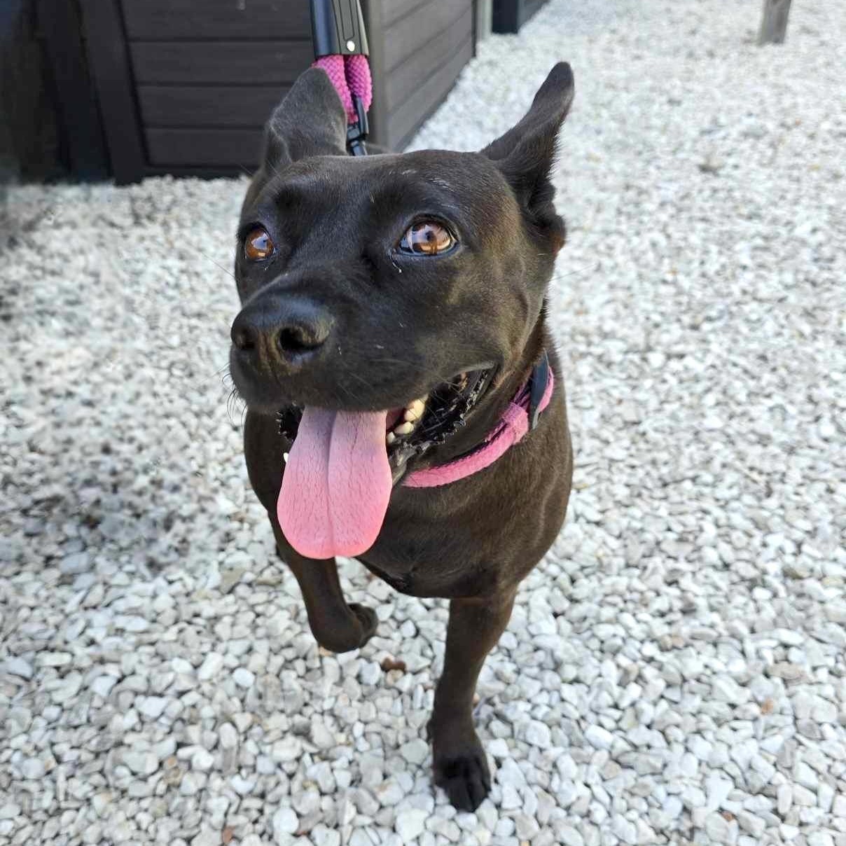 Nala, Adoptable, Adult Female Terrier.