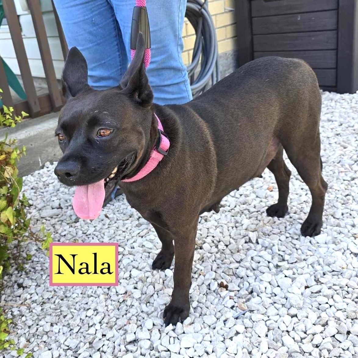 Enlarge Nala, a Adoptable mixed breed in Corpus Christi, TX image 6/6