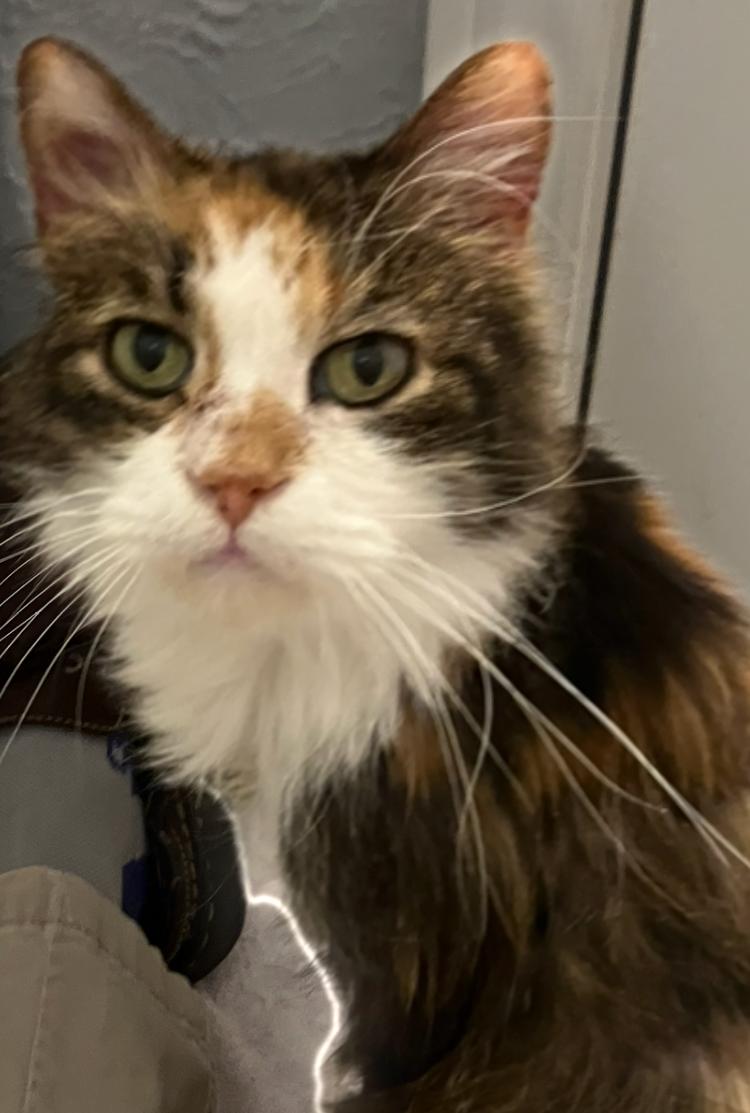 Enlarge Scarlett, a Adoptable Calico in Garland, TX image 1/3