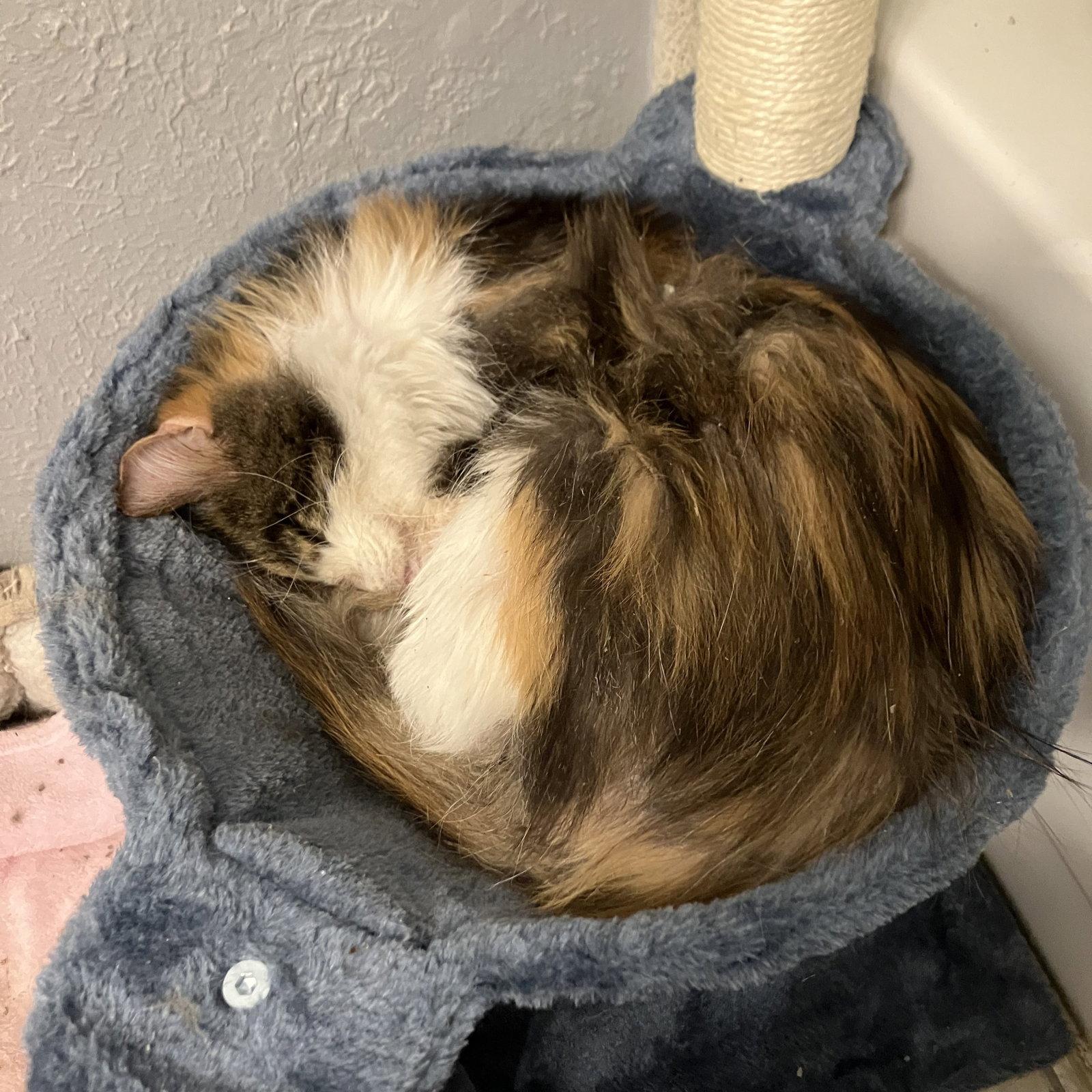 Enlarge Scarlett, a Adoptable Calico in Garland, TX image 2/3