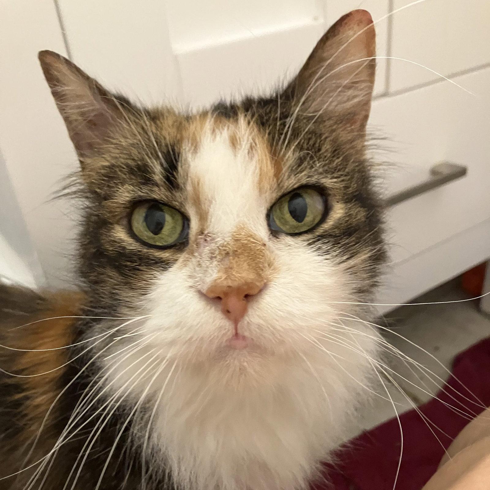 Enlarge Scarlett, a Adoptable Calico in Garland, TX image 3/3