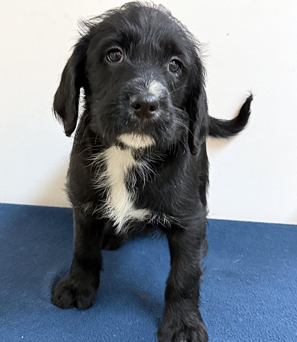 Amira, a ADOPTABLE mixed breed in Minneapolis, MN image 1/4