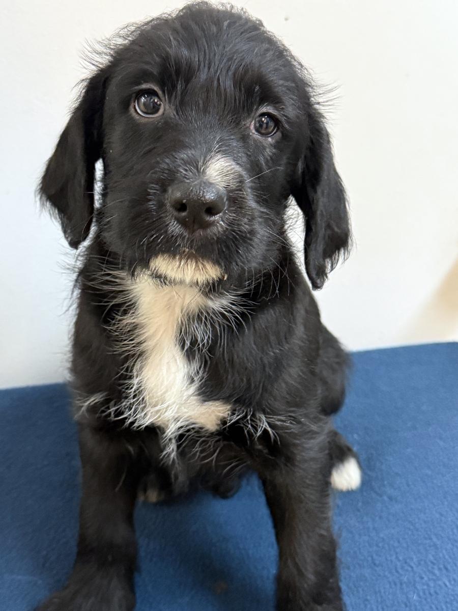 Amira, a ADOPTABLE mixed breed in Minneapolis, MN image 2/4