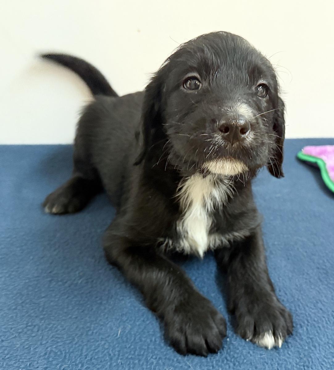 Amira, a ADOPTABLE mixed breed in Minneapolis, MN image 3/4