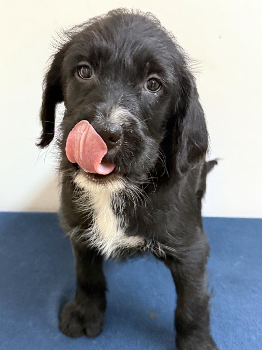 Amira, a ADOPTABLE mixed breed in Minneapolis, MN image 4/4