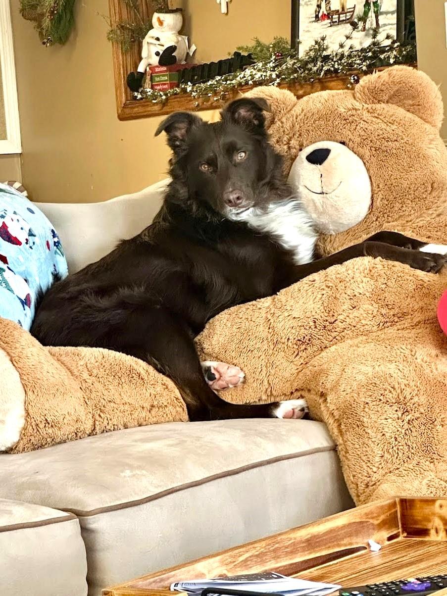 CHET, Adoptable, Adult Male Australian Shepherd.