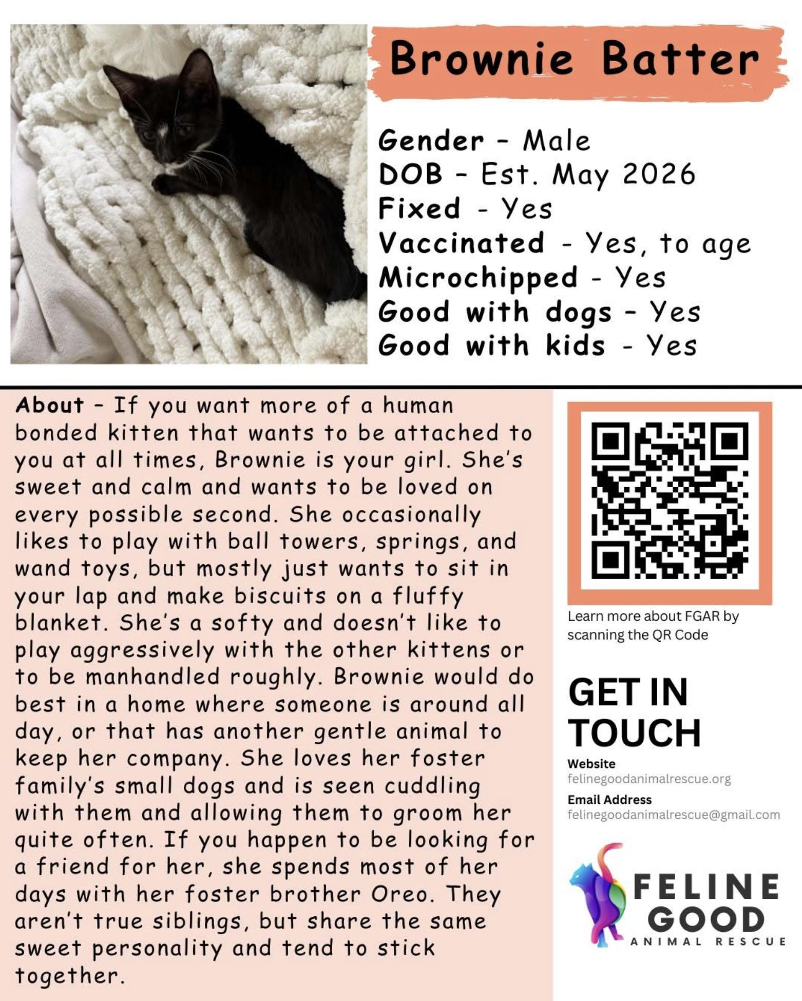 Enlarge Brownie Batter, a Adoptable Domestic Short Hair in Eugene, OR image 2/2