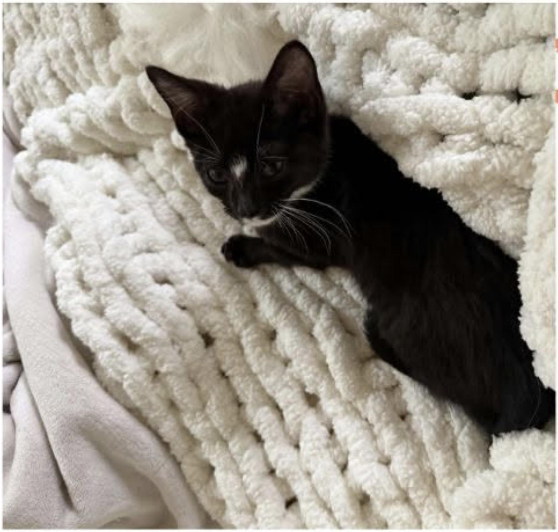 Brownie Batter, Adoptable, Kitten Female Domestic Short Hair.