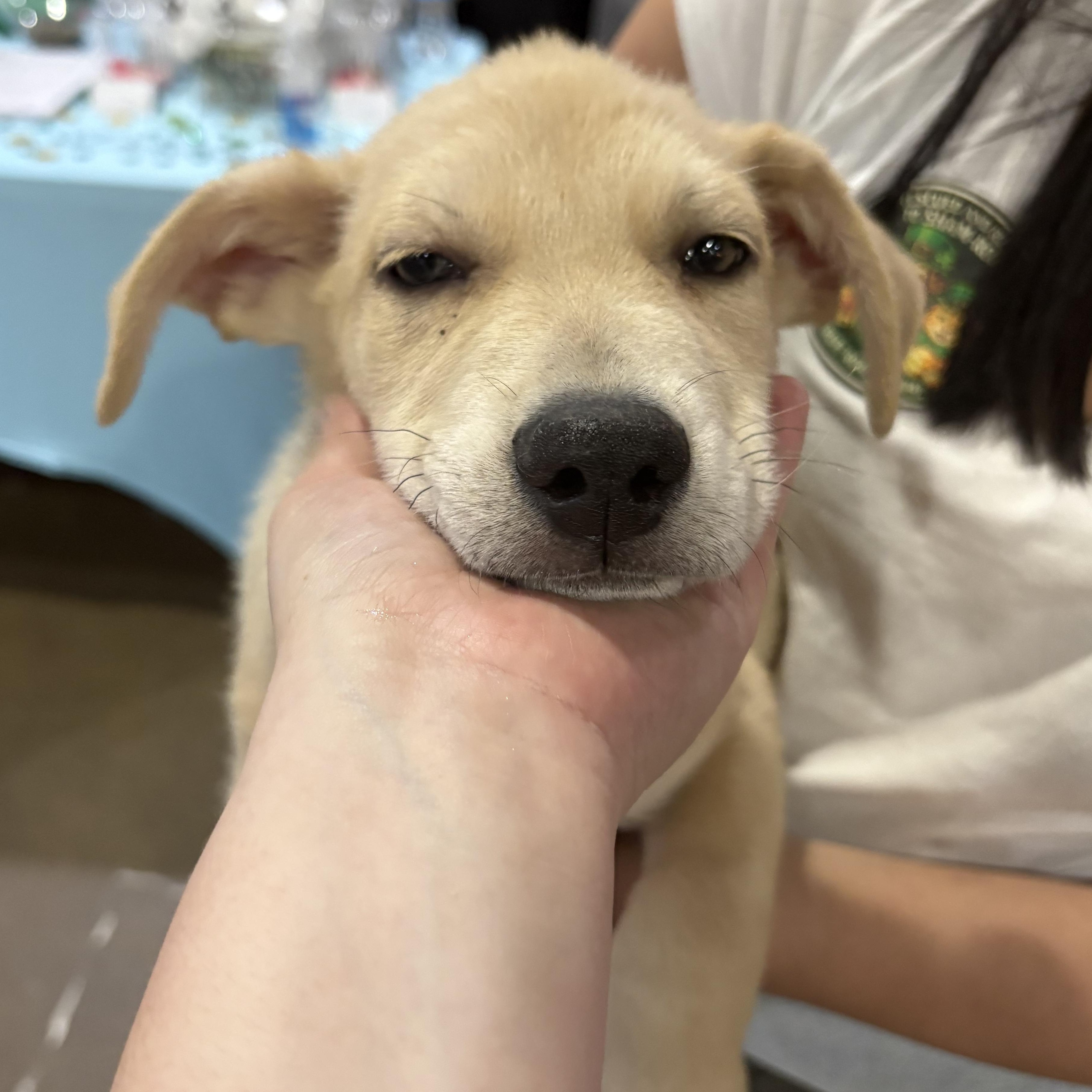 Bentley — thumbnail 3