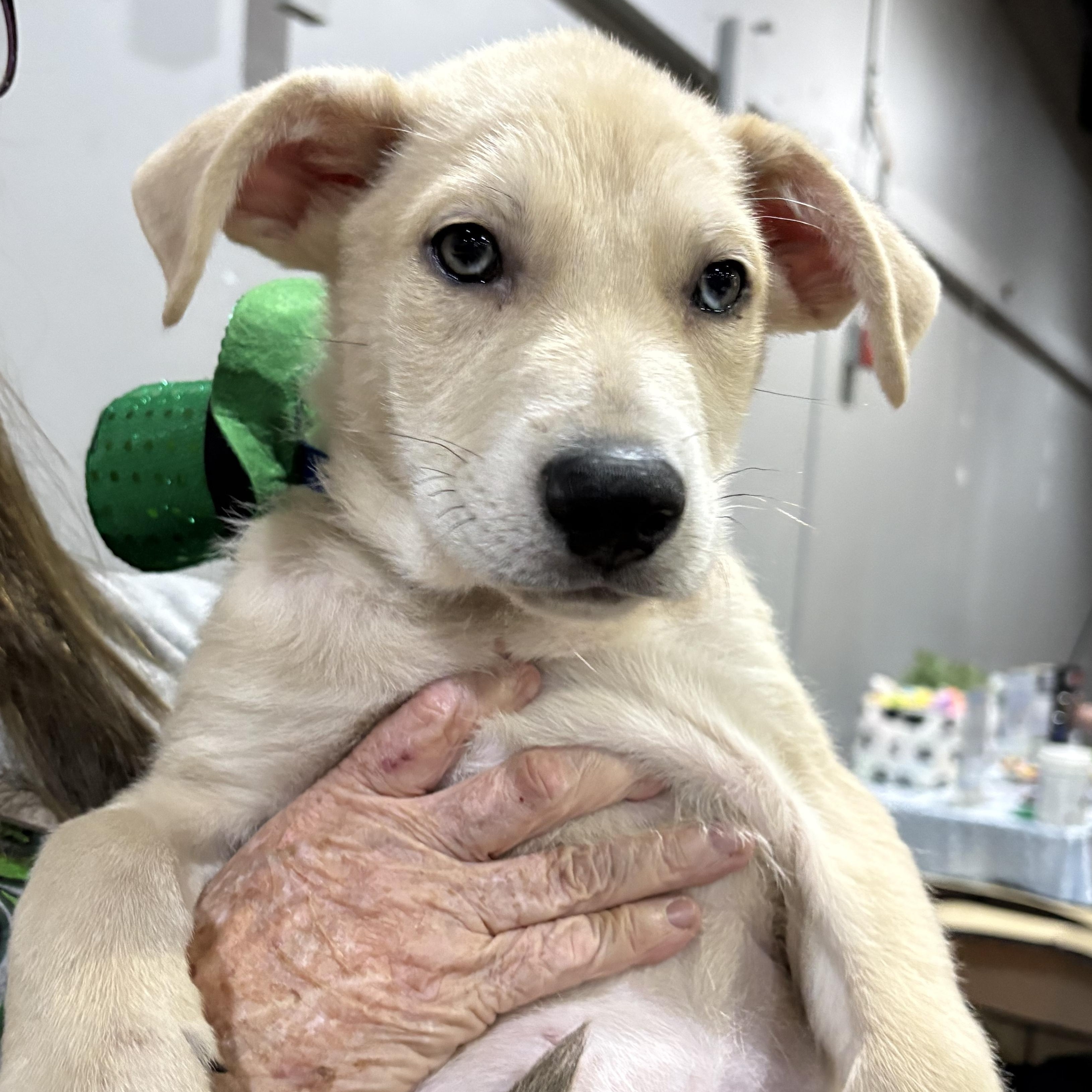 Bentley — thumbnail 4