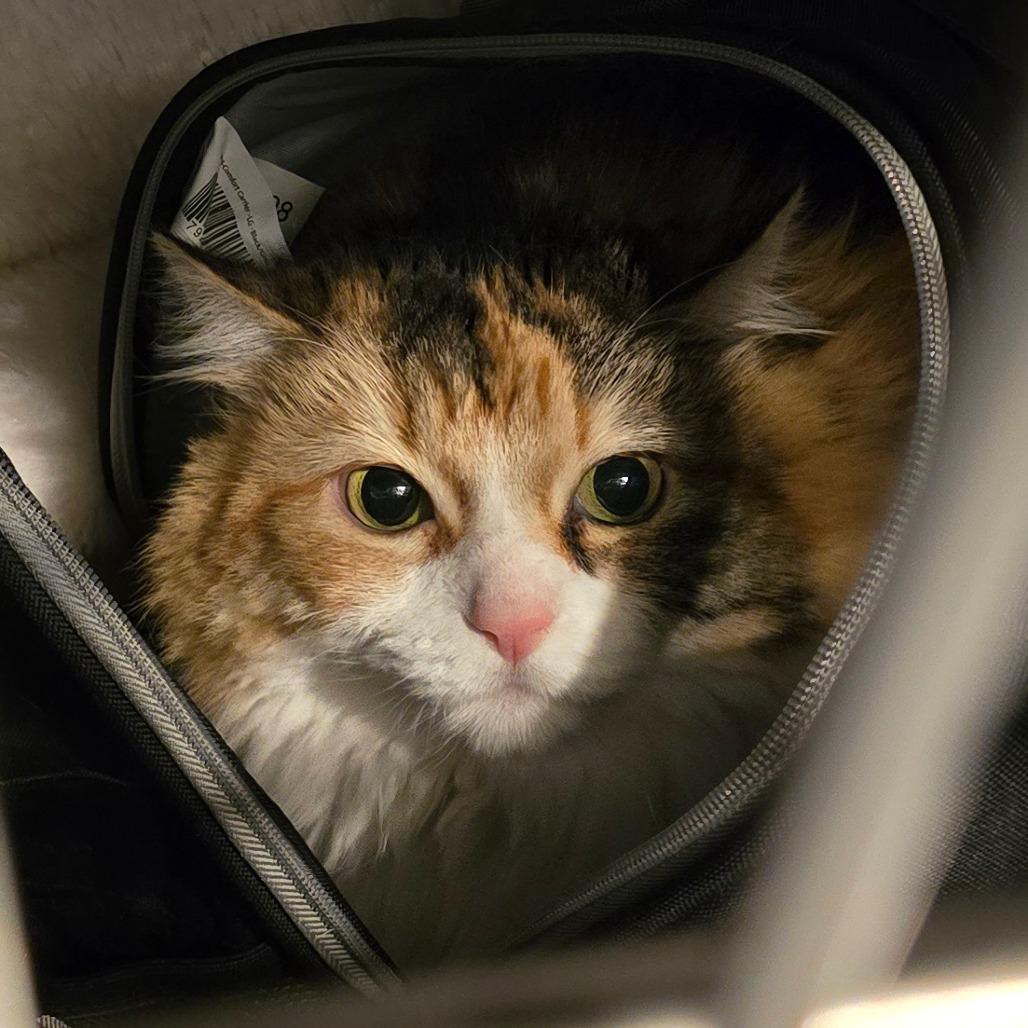 Enlarge Indigo, a Adoptable Domestic Long Hair in Denver, CO image 1/6