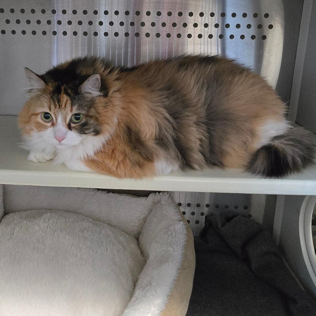 Enlarge Indigo, a Adoptable Domestic Long Hair in Denver, CO image 3/6