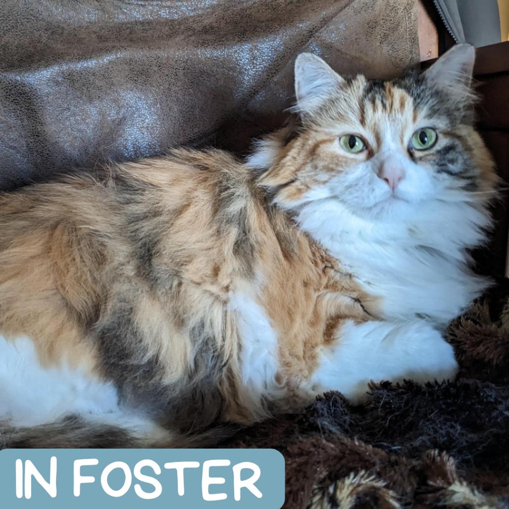 Enlarge Indigo, a Adoptable Domestic Long Hair in Denver, CO image 4/6