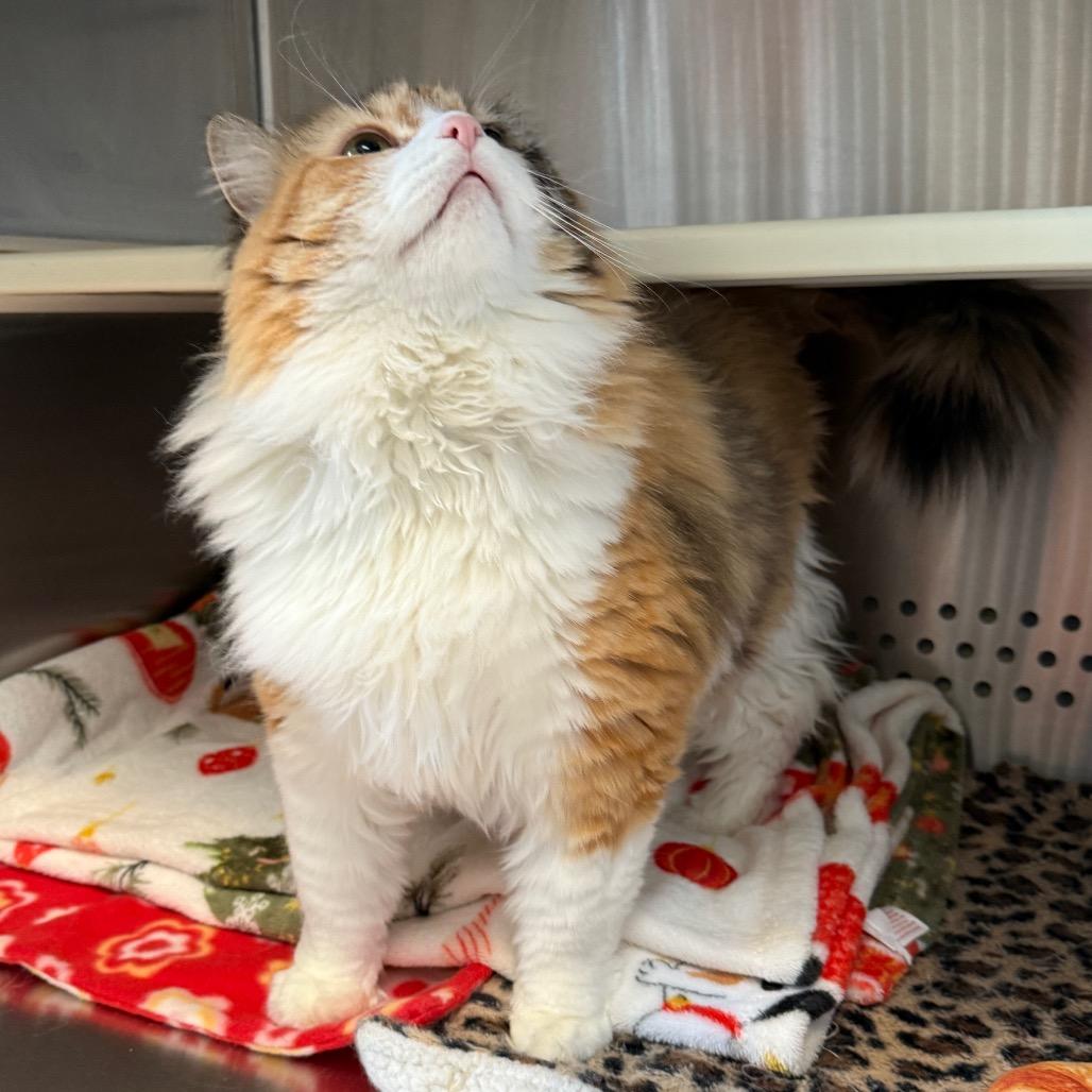 Enlarge Indigo, a Adoptable Domestic Long Hair in Denver, CO image 6/6