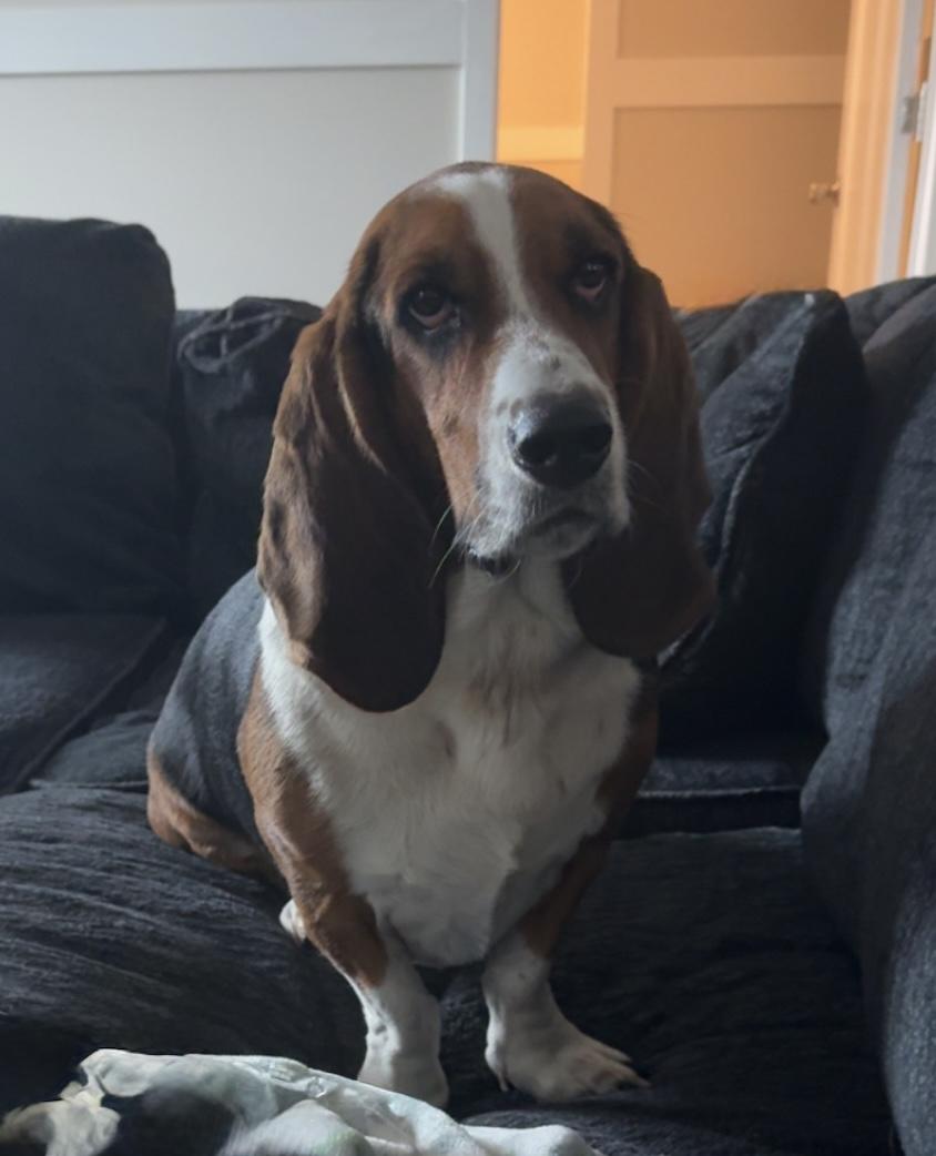 Enlarge Bucky, a ADOPTABLE Basset Hound in Auburndale, FL image 2/4