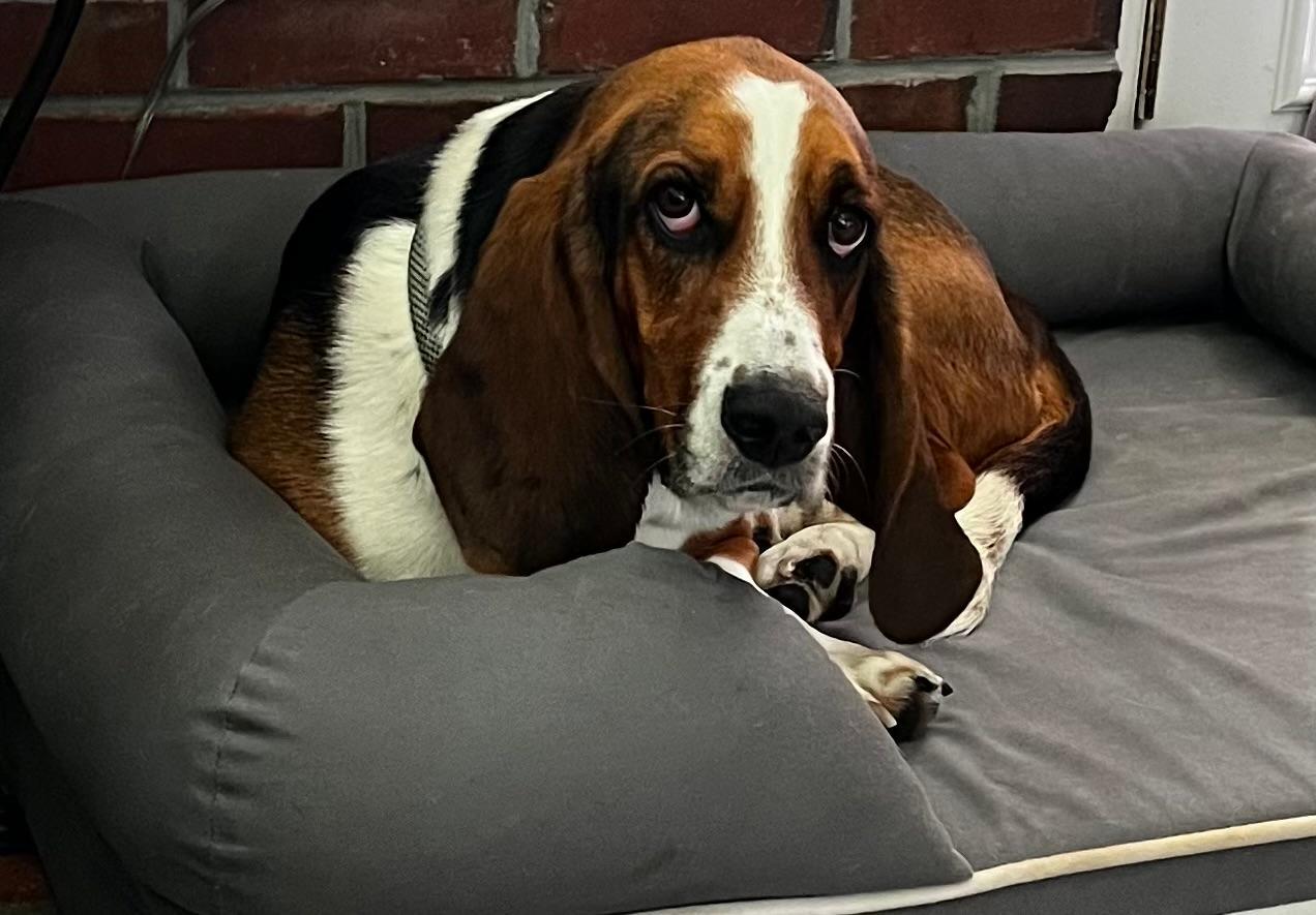 Bucky, ADOPTABLE, Young Male Basset Hound.