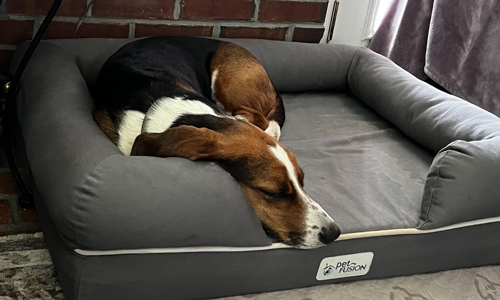 Enlarge Bucky, a ADOPTABLE Basset Hound in Auburndale, FL image 3/4