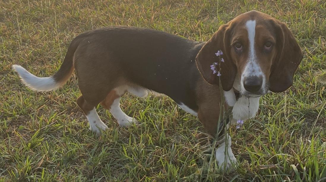 Enlarge Bucky, a ADOPTABLE Basset Hound in Auburndale, FL image 4/4