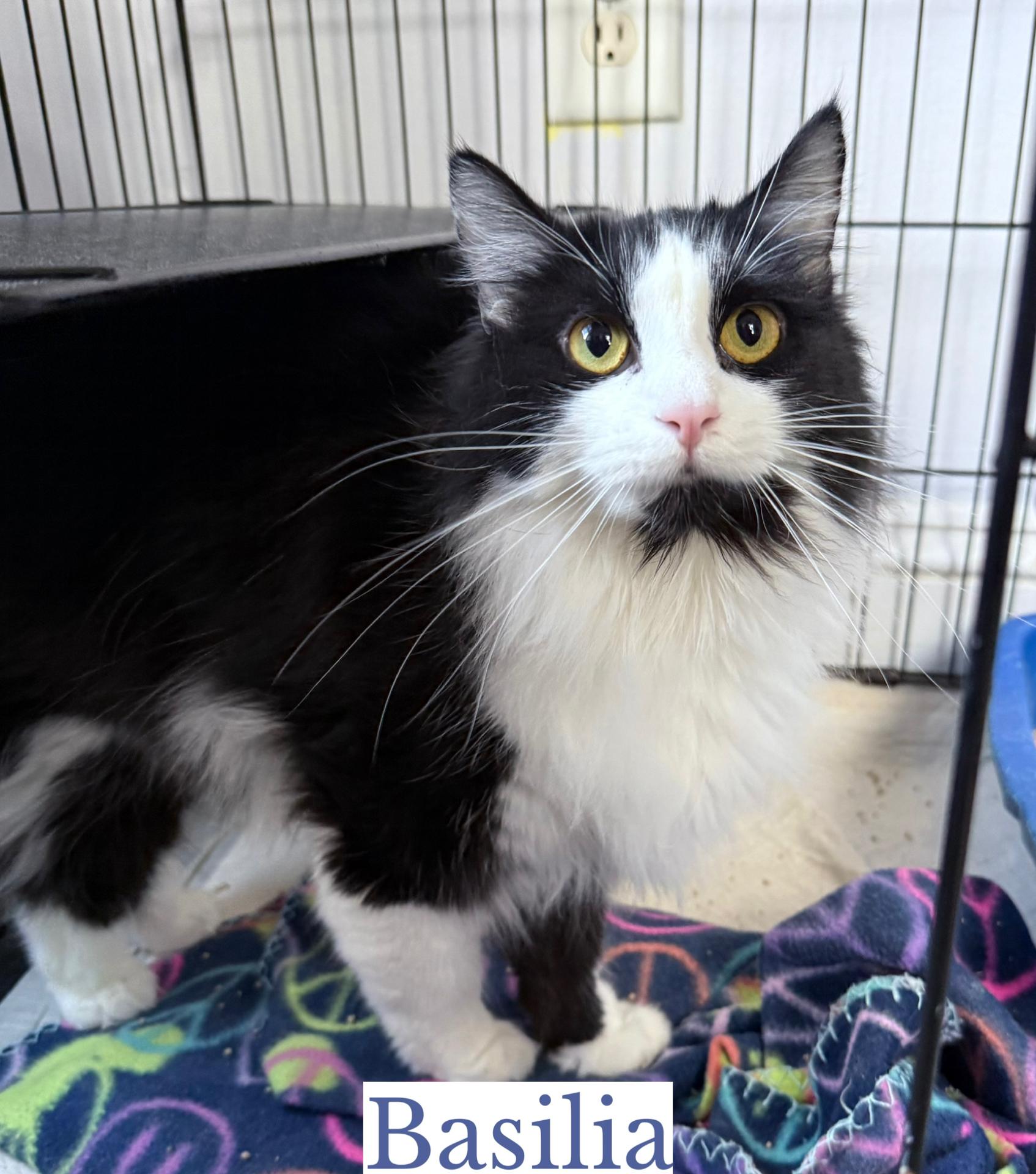 Basilia, a Adoptable Domestic Long Hair in Berkeley Springs, WV image 1/5