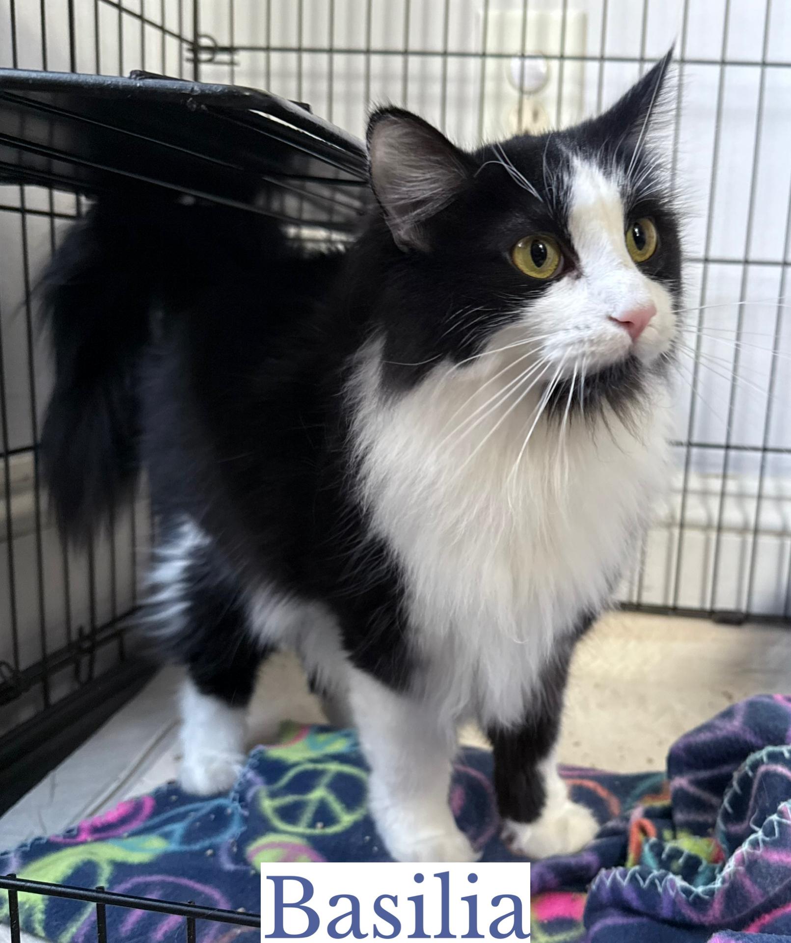 Basilia, a Adoptable Domestic Long Hair in Berkeley Springs, WV image 2/5