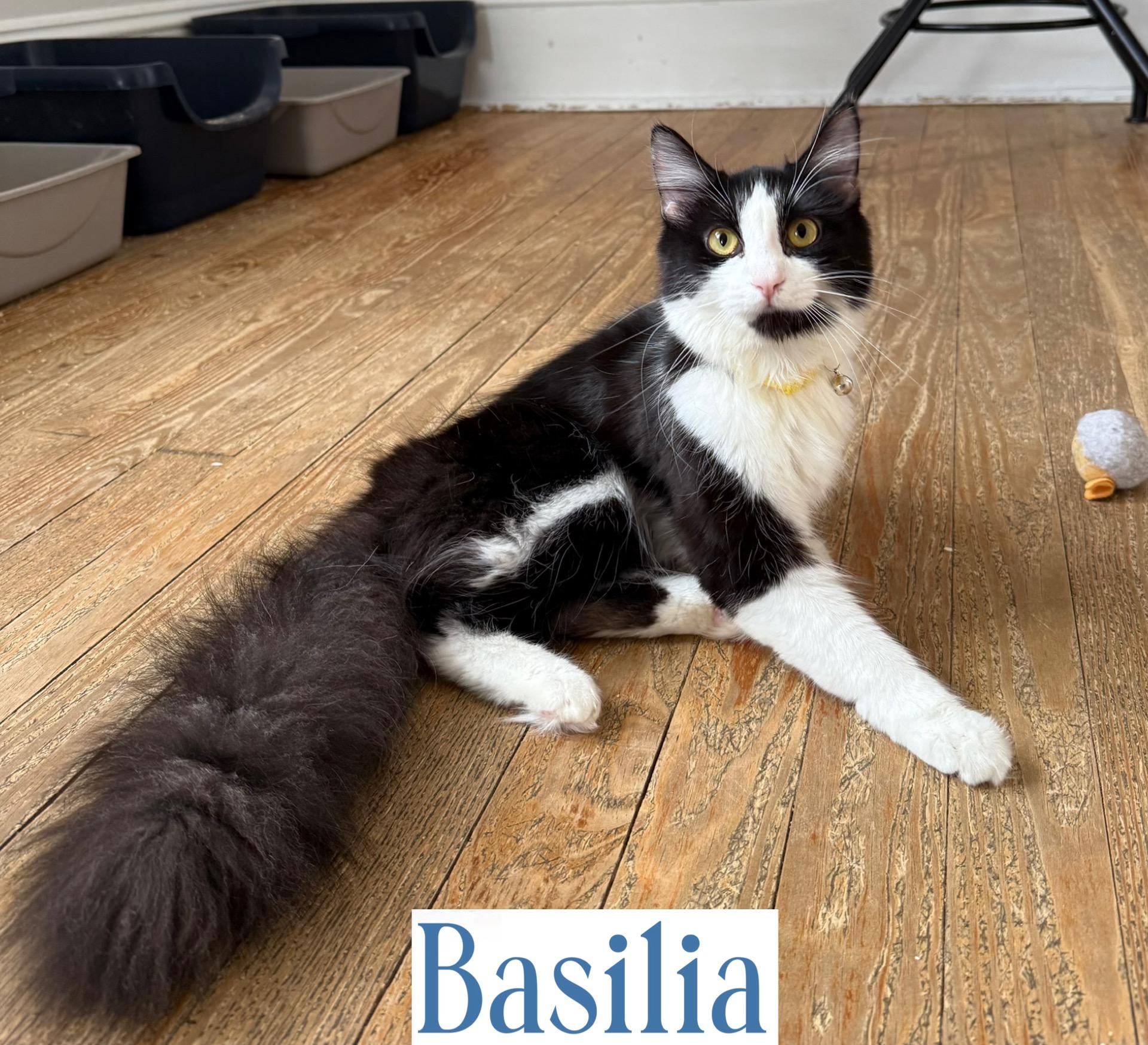 Basilia, a Adoptable Domestic Long Hair in Berkeley Springs, WV image 4/5